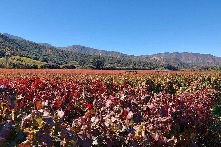 Vinhedos de Colchagua & Cachapoal — 4
