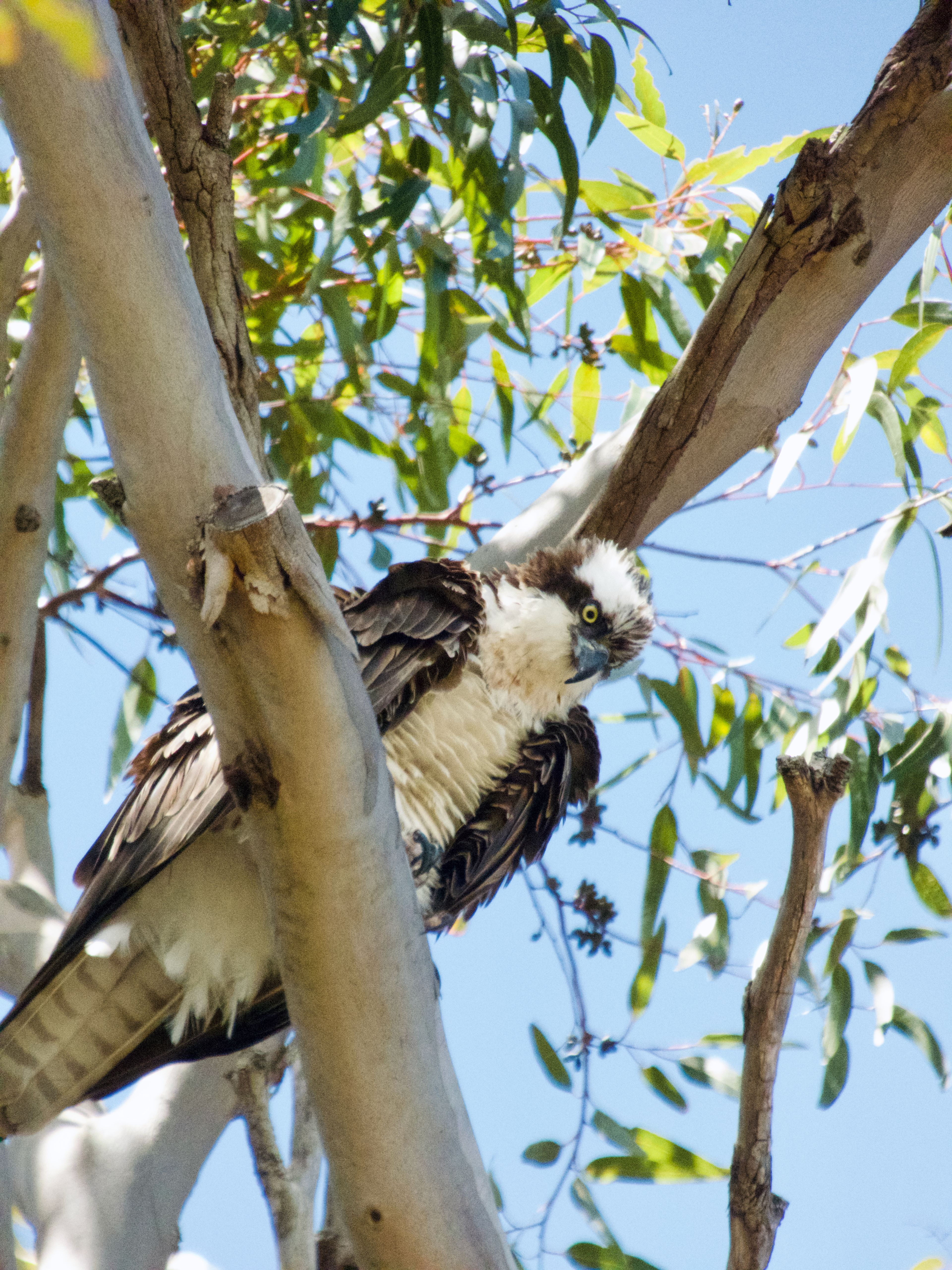Osprey perched among eucalyptus branches against blue sky