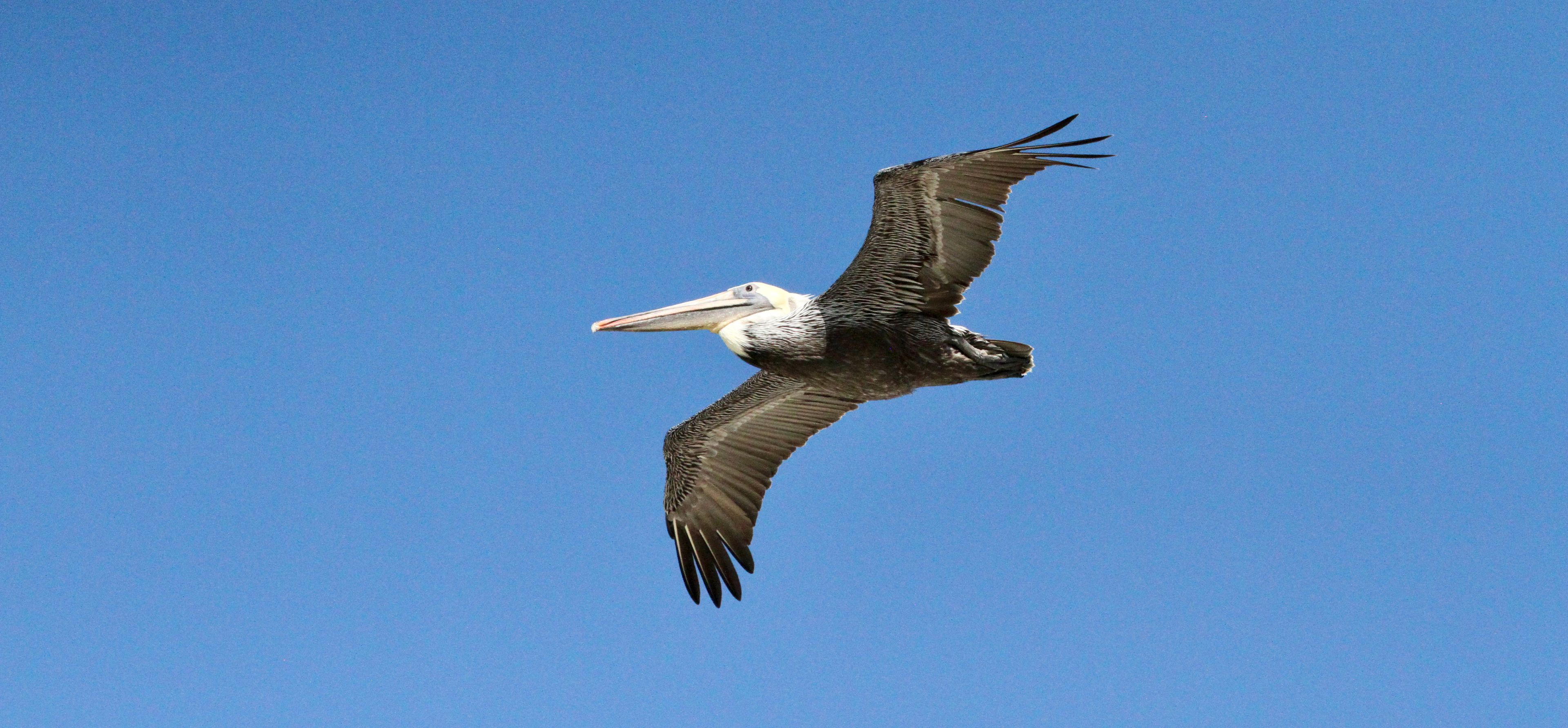 Brown pelican gliding against clear blue sky
