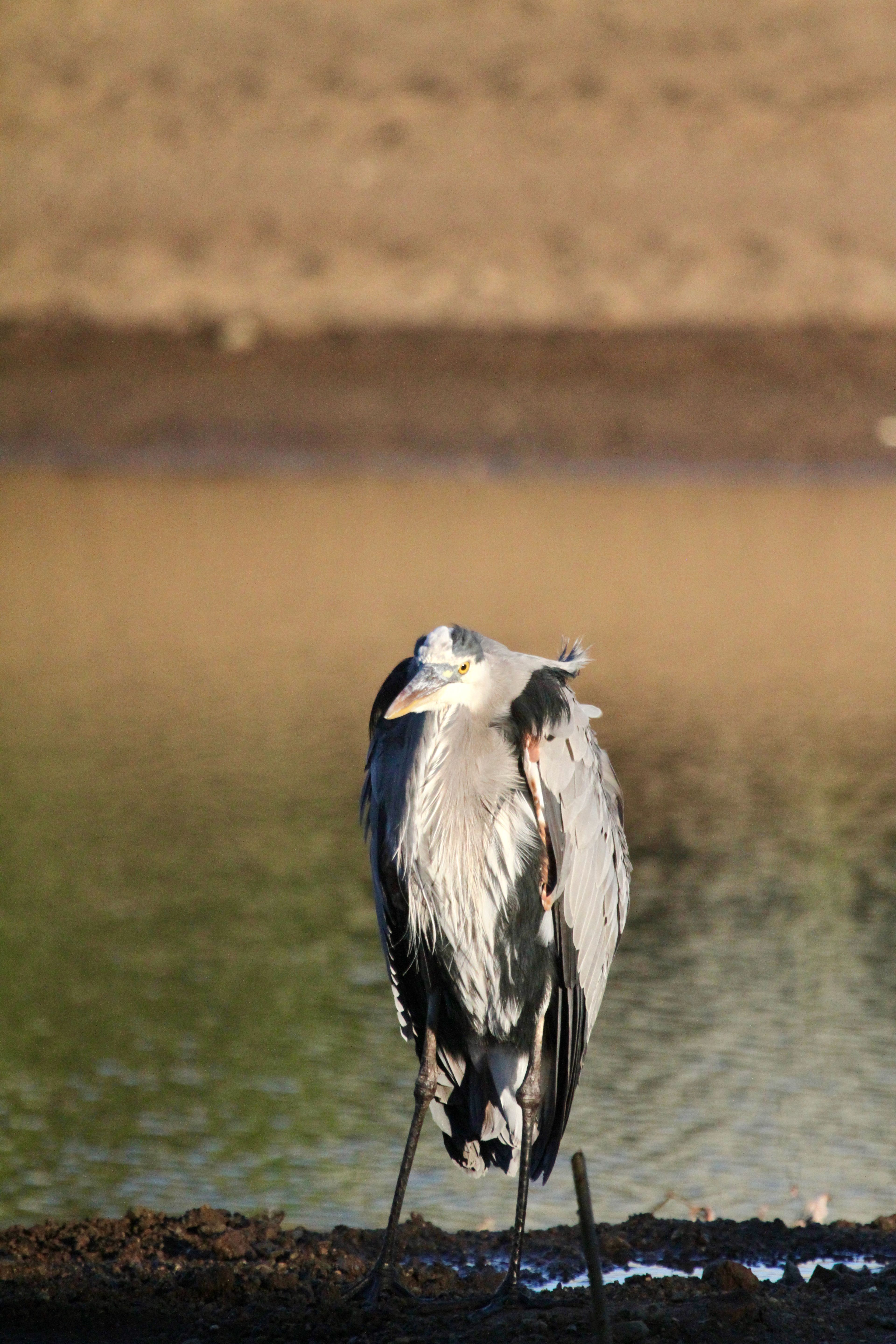 Grey heron standing hunched at the water's edge