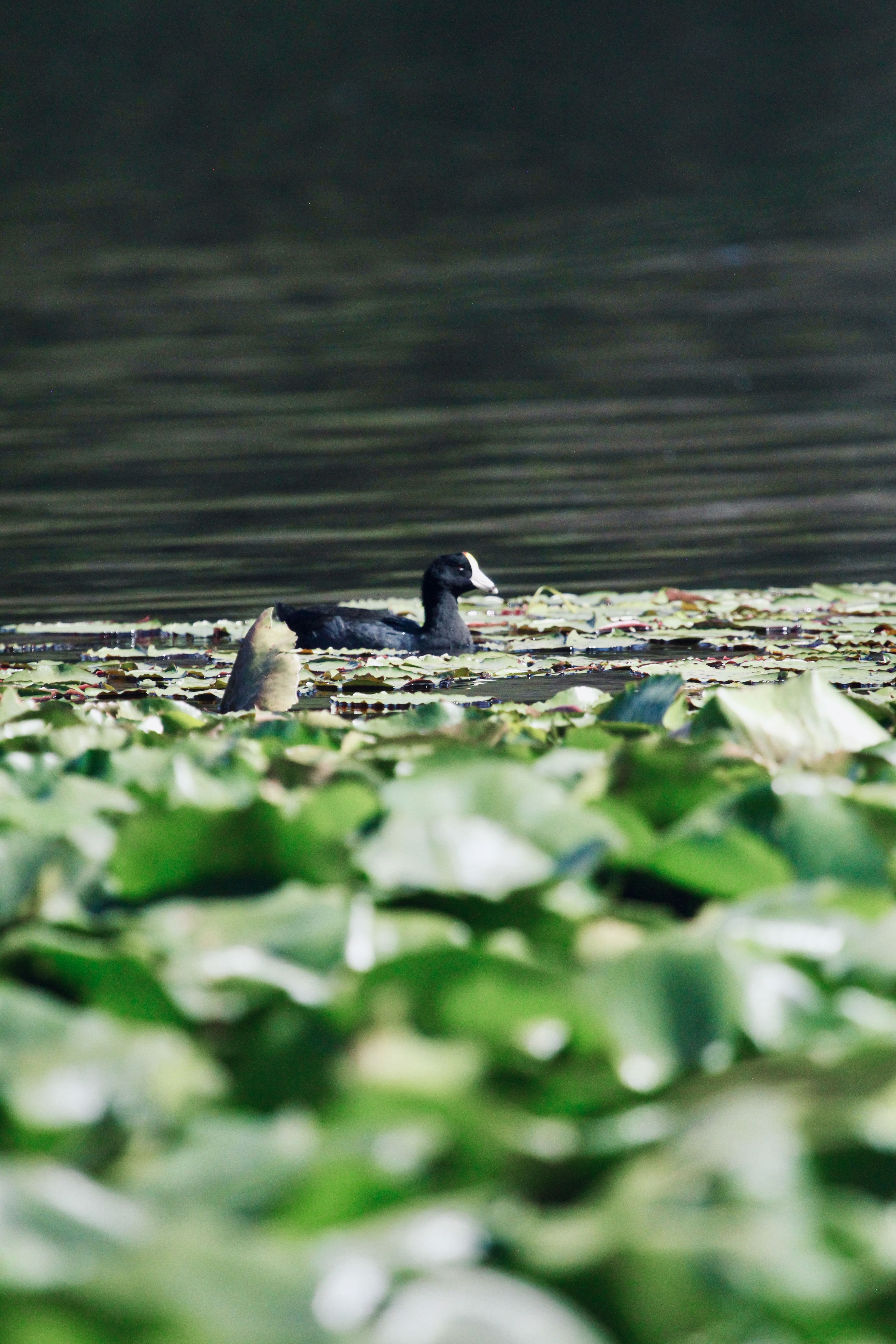 Coot swimming beyond out-of-focus lily pads