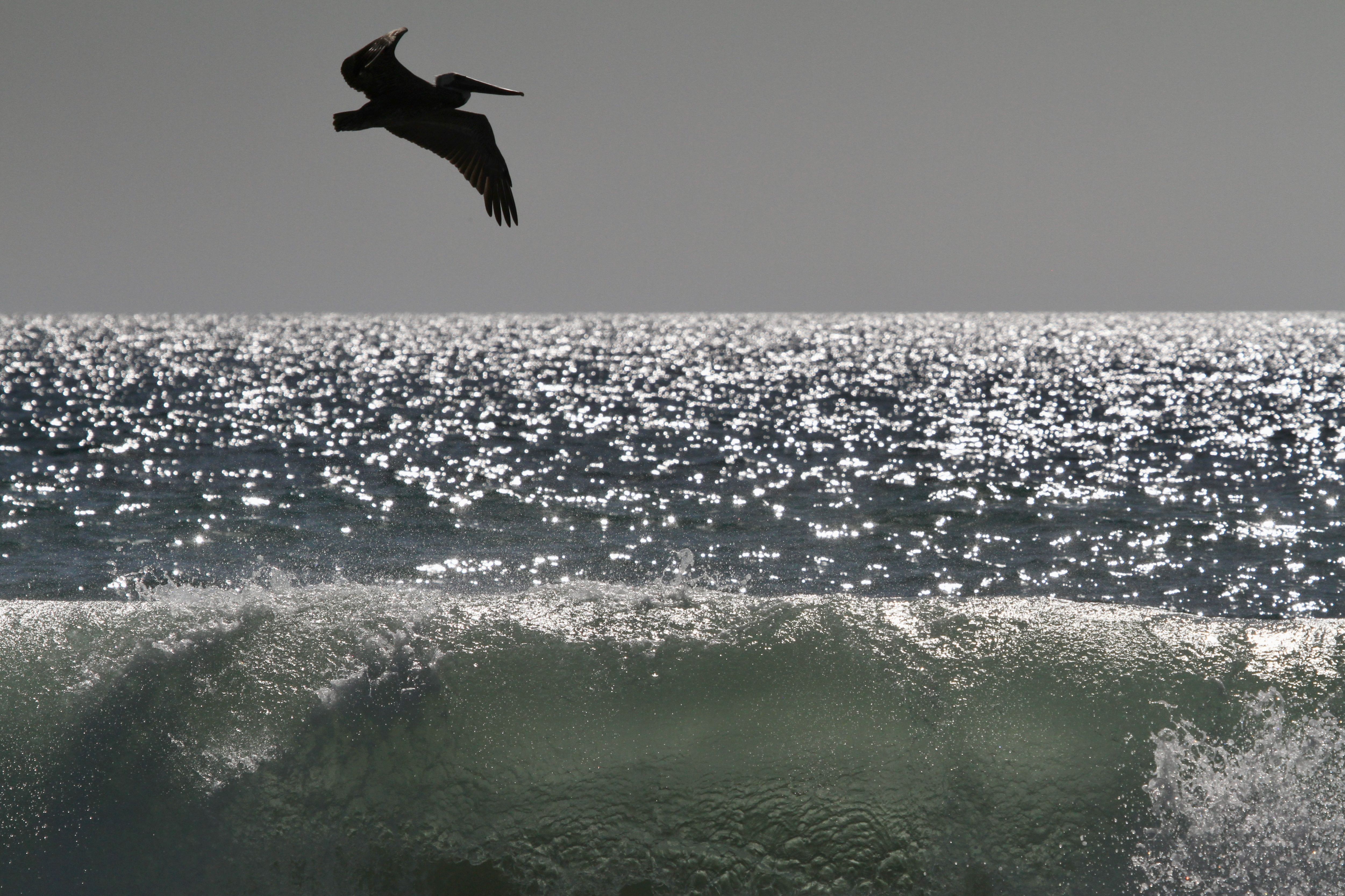 Pelican silhouetted over glittering ocean and a breaking wave