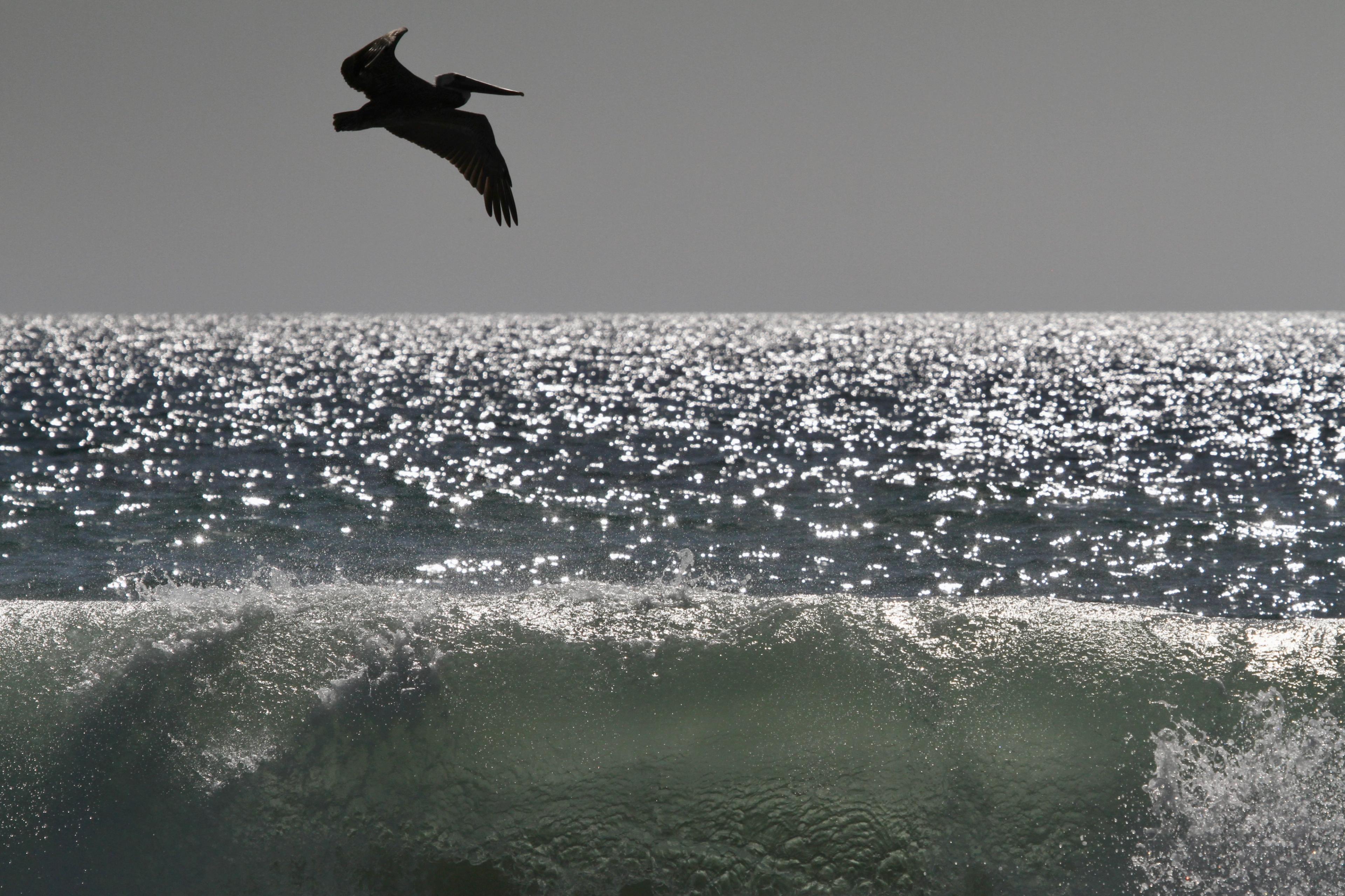 Pelican silhouetted over glittering ocean and a breaking wave