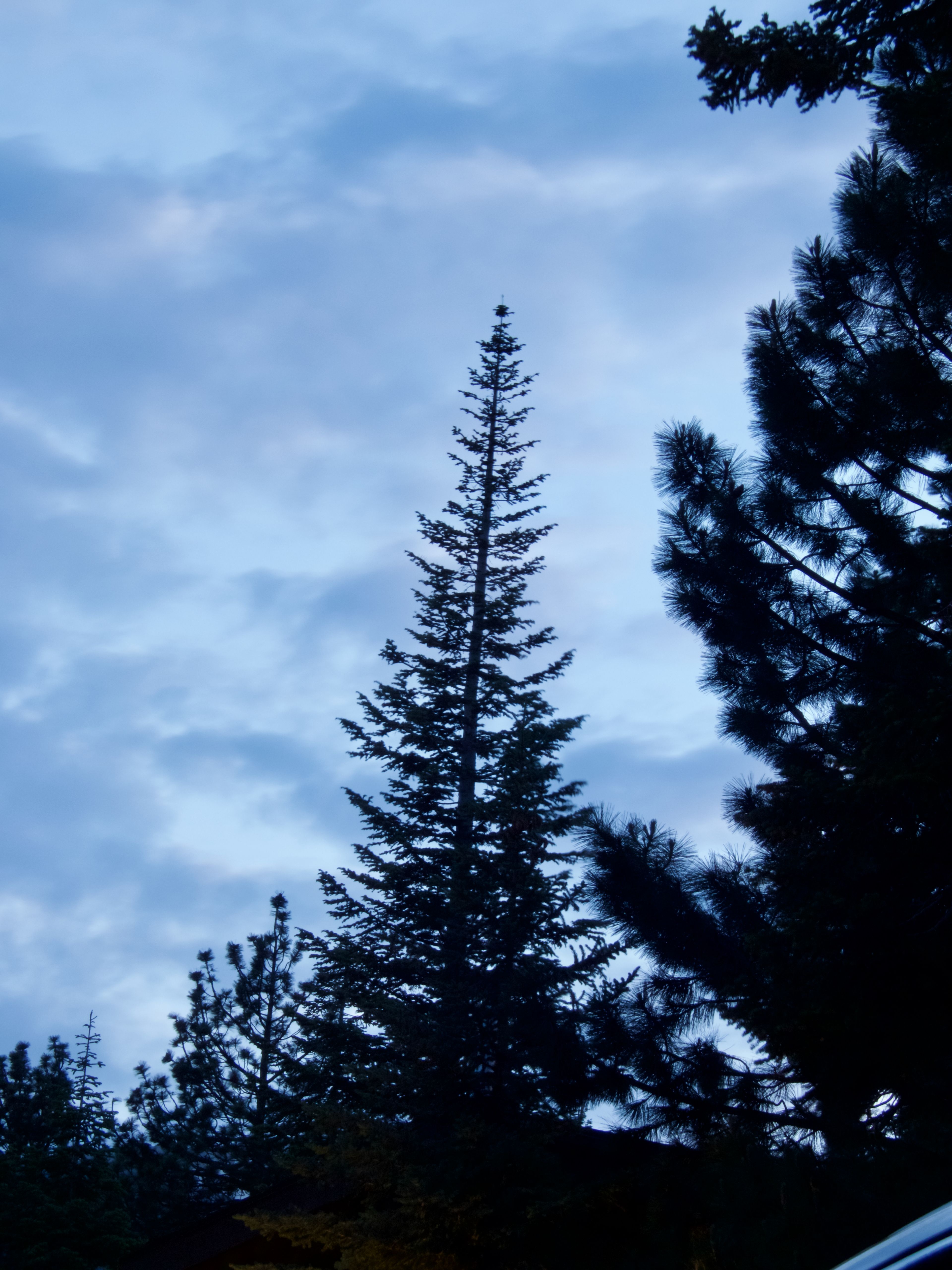 Silhouetted conifers against a blue evening sky