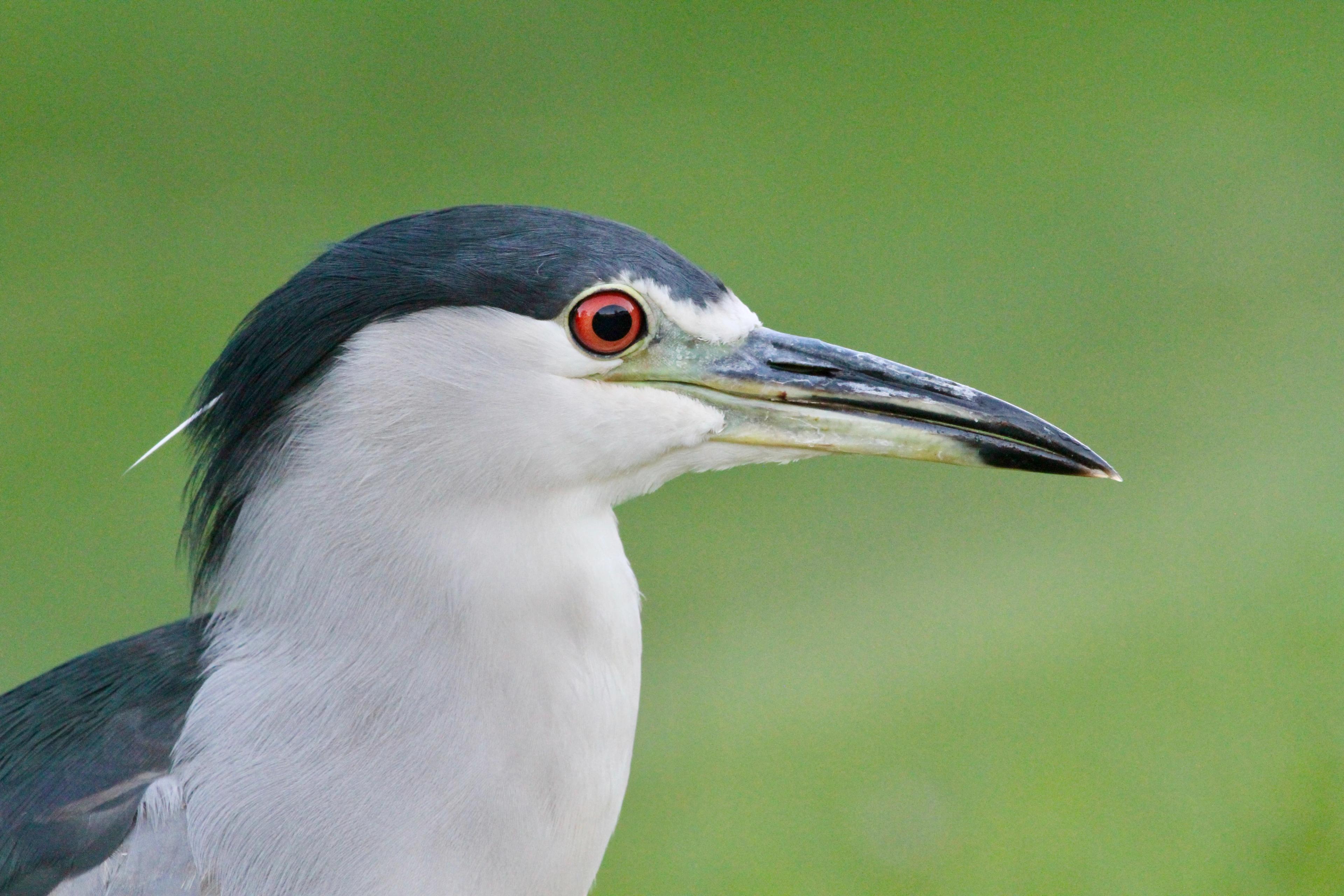 Black-crowned night heron in profile against a green background