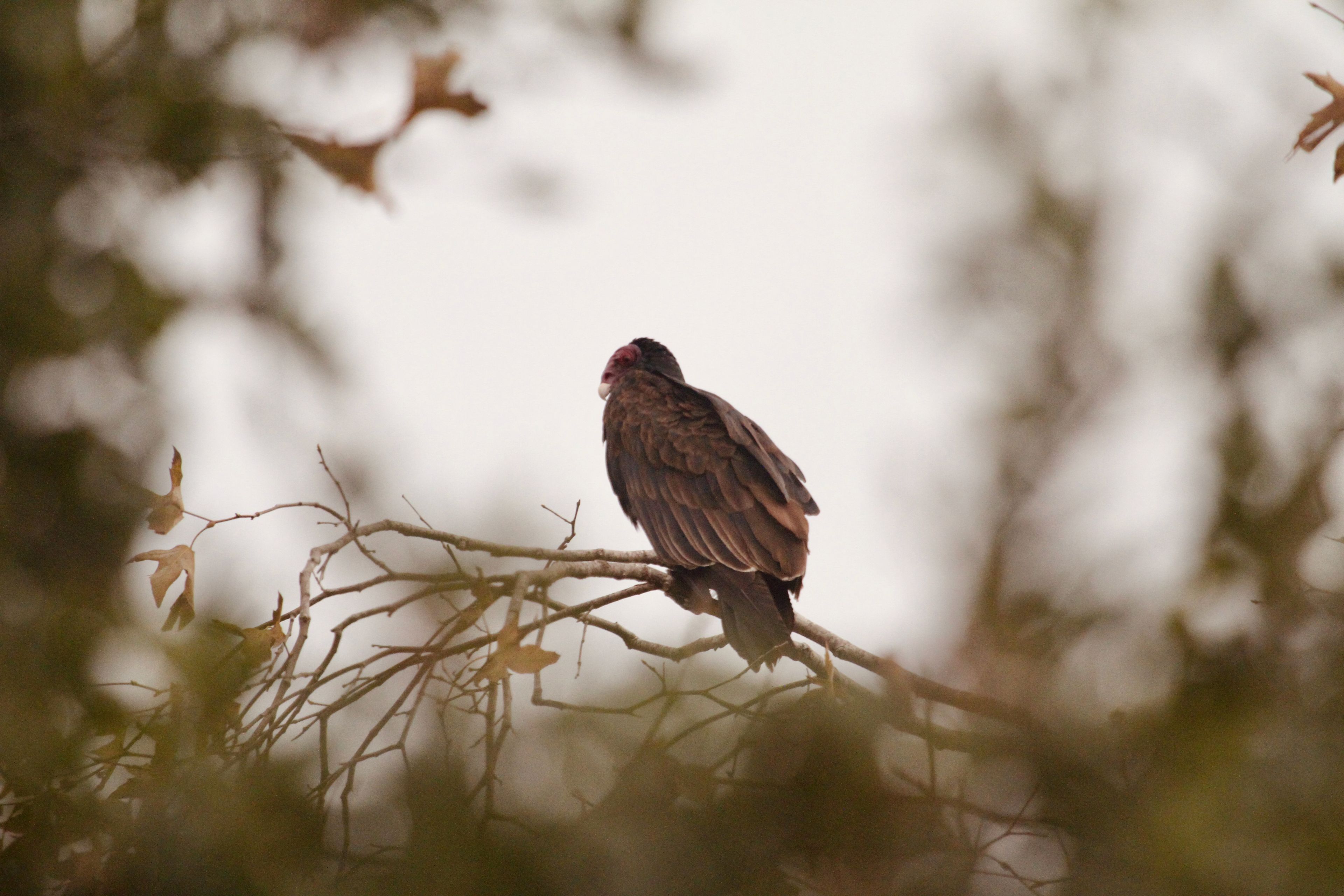 Turkey vulture perched on a bare branch framed by blurred leaves