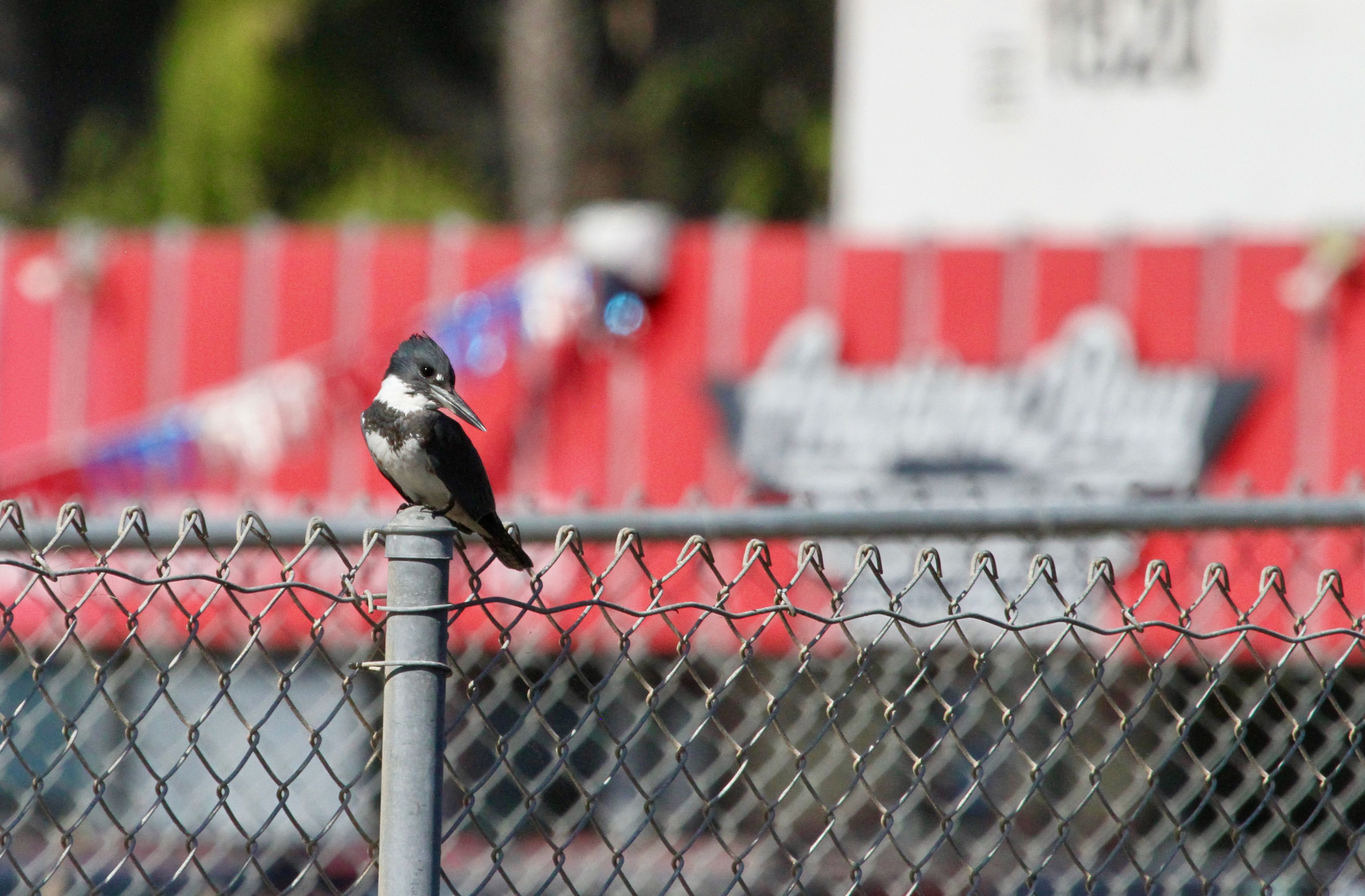 Belted kingfisher perched on a chain-link fence post