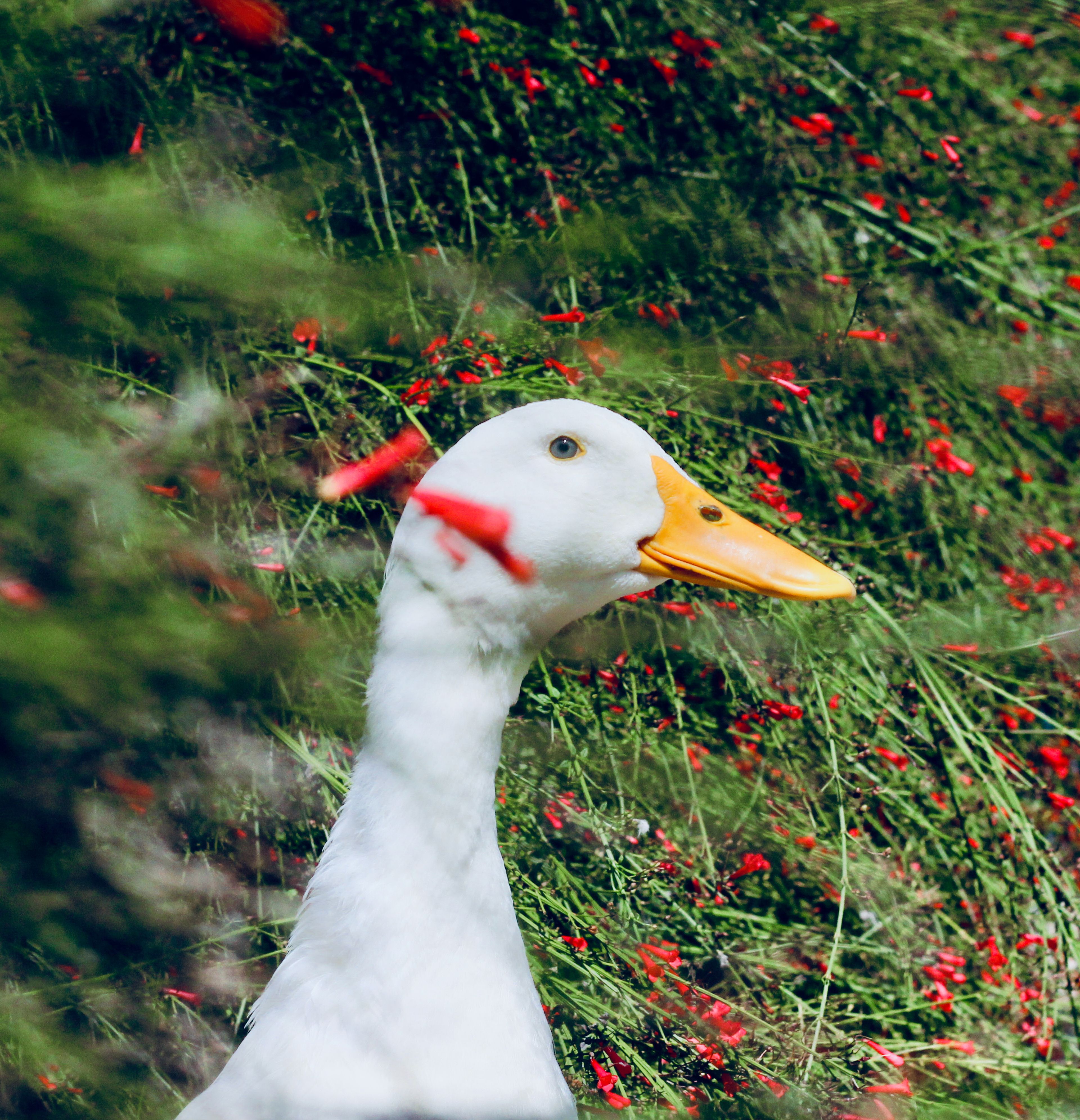 White domestic duck among red wildflowers