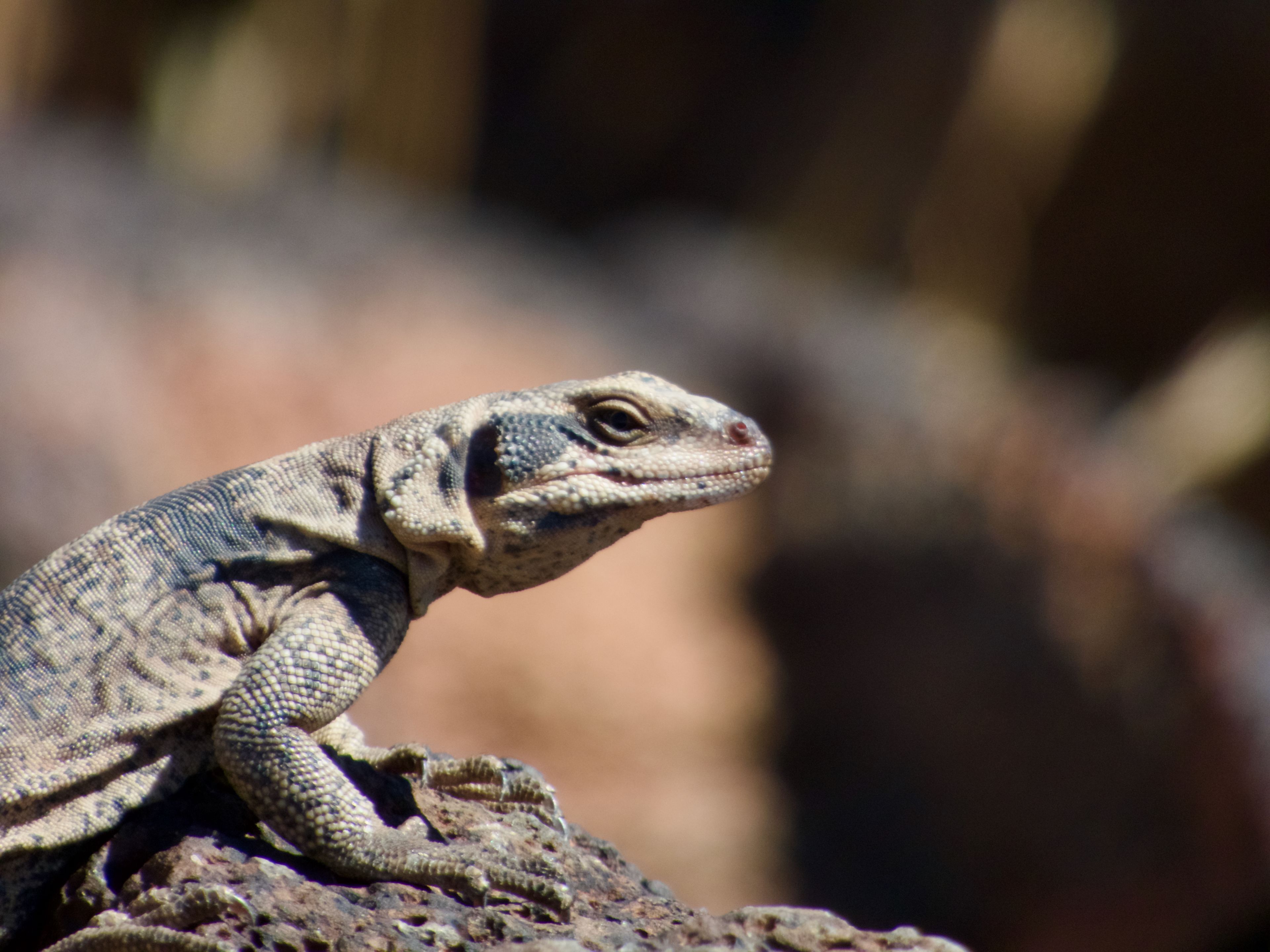 Lizard basking on a rock with a blurred brown background