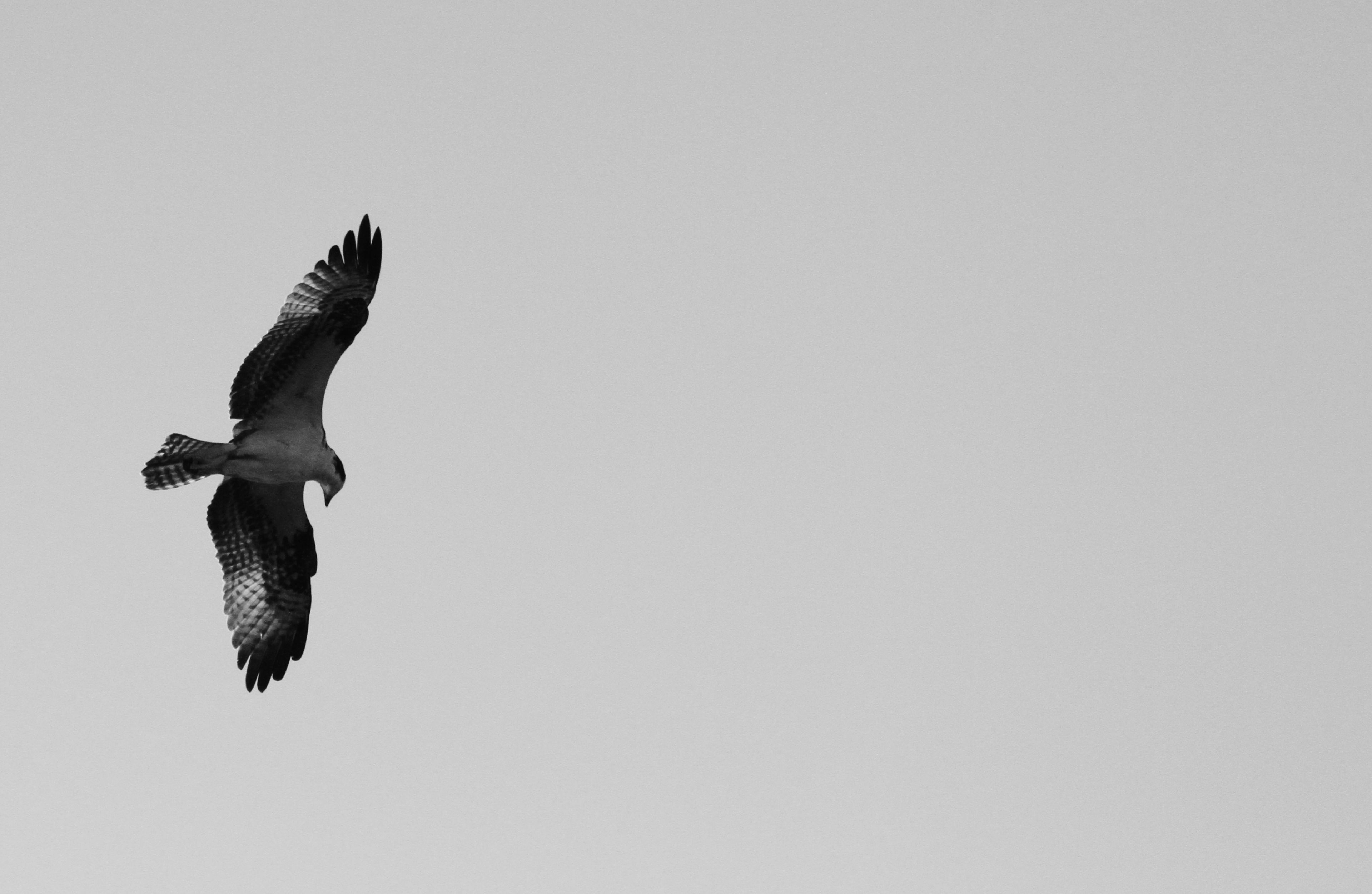 Black and white photo of an osprey in flight against a pale sky