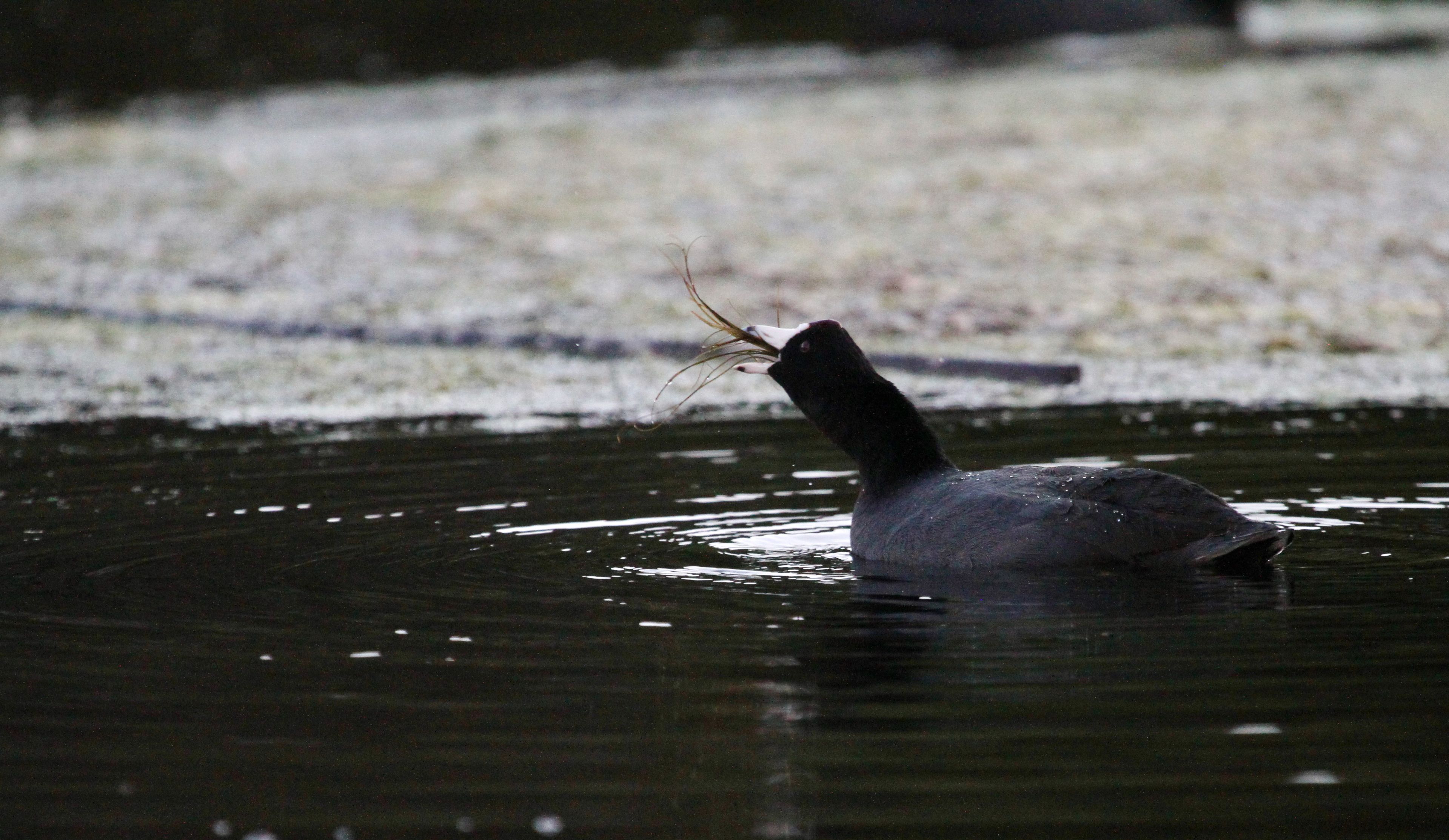 Coot on dark water holding something in its beak