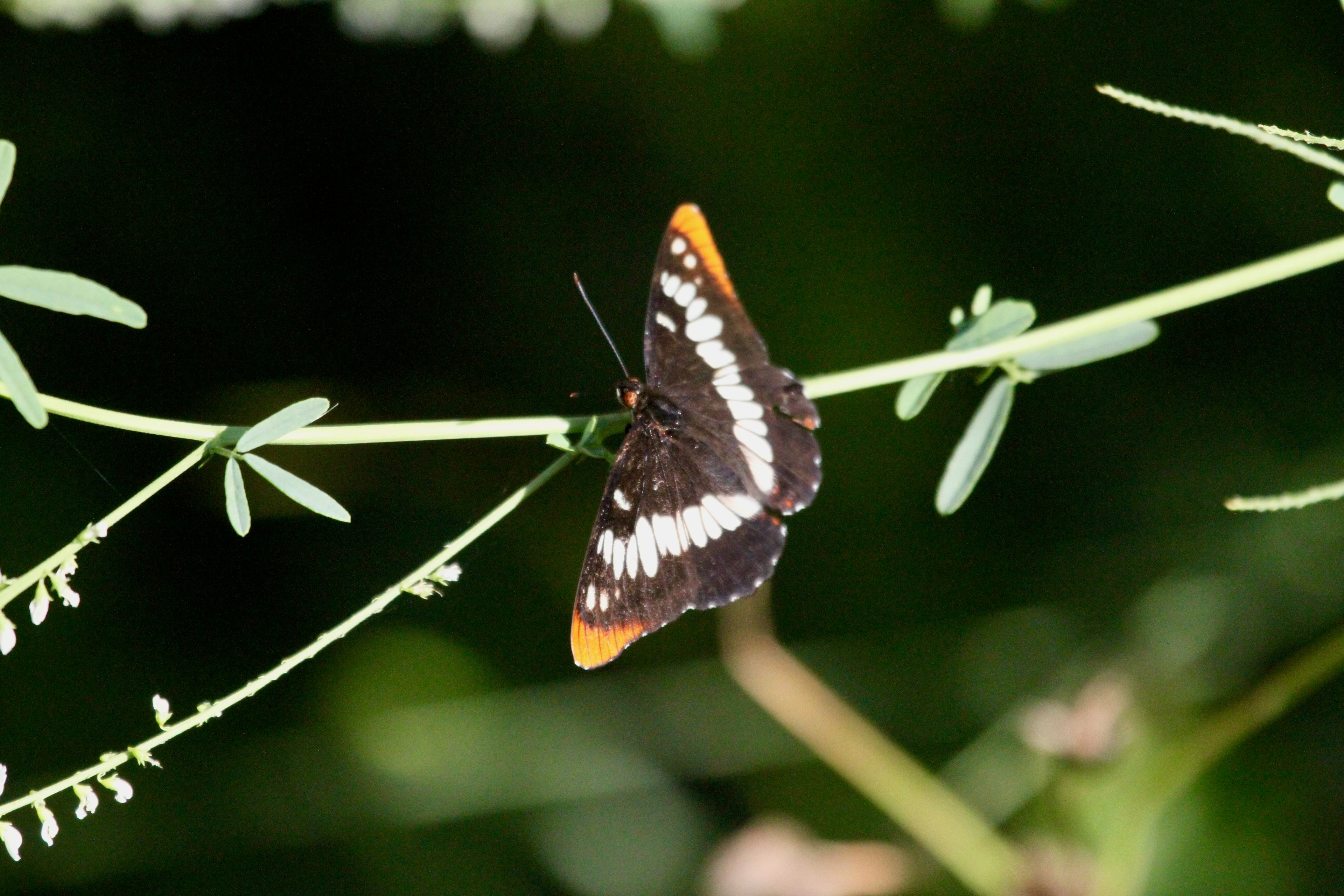 Black, white and orange butterfly on a green stem