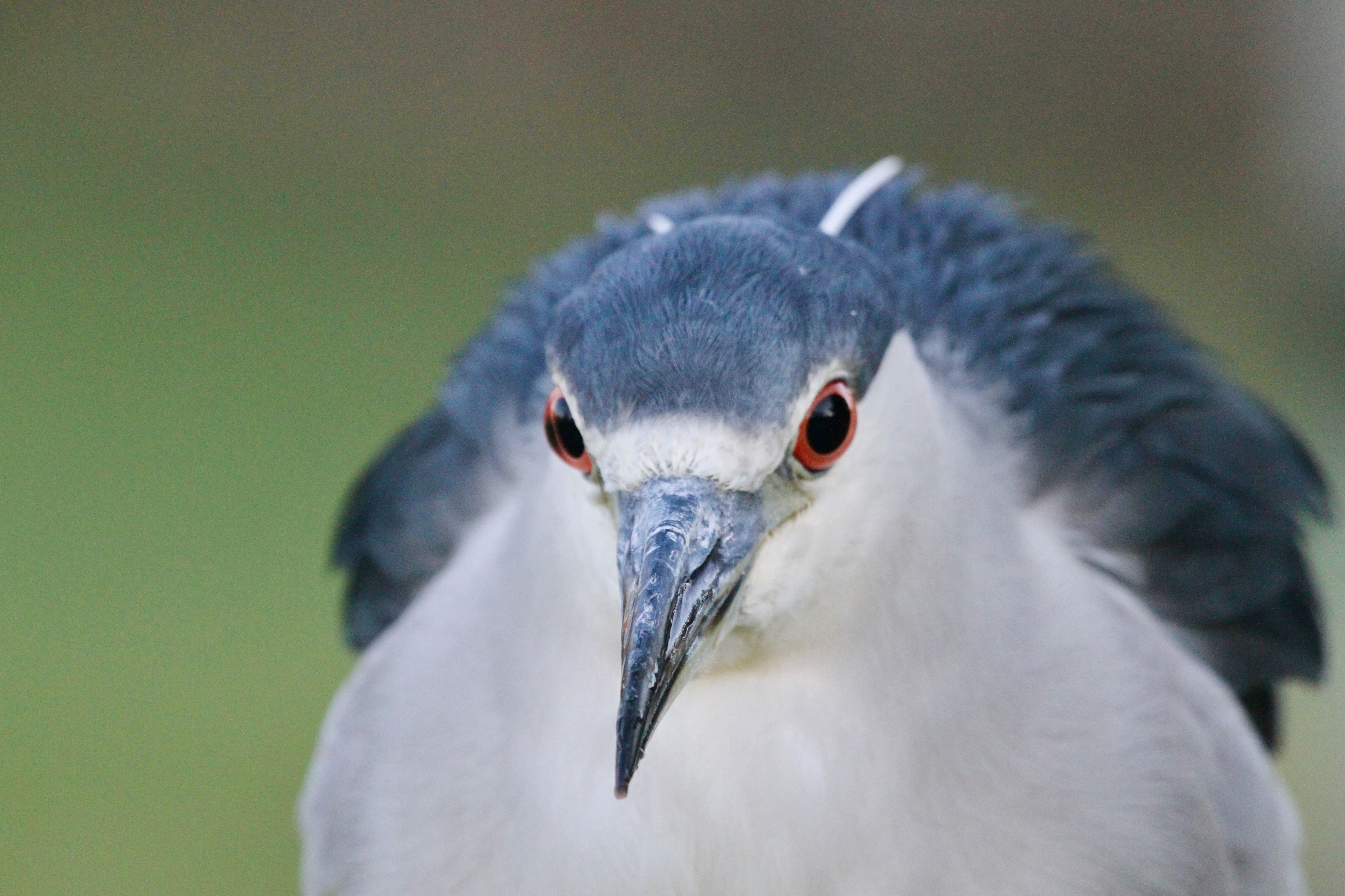 Black-crowned night heron looking straight at the camera with red eyes