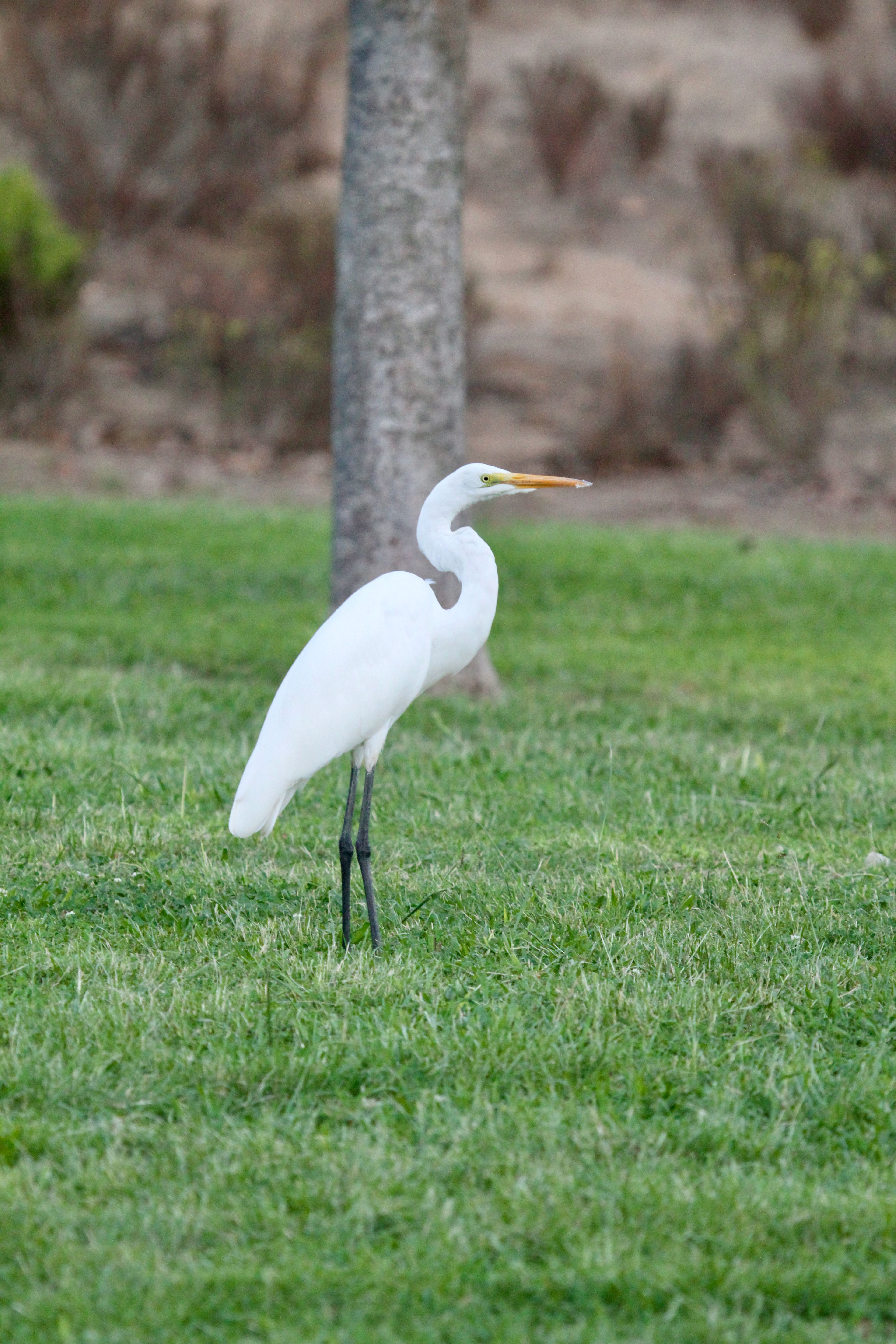 White egret standing on a lawn beside a tree trunk