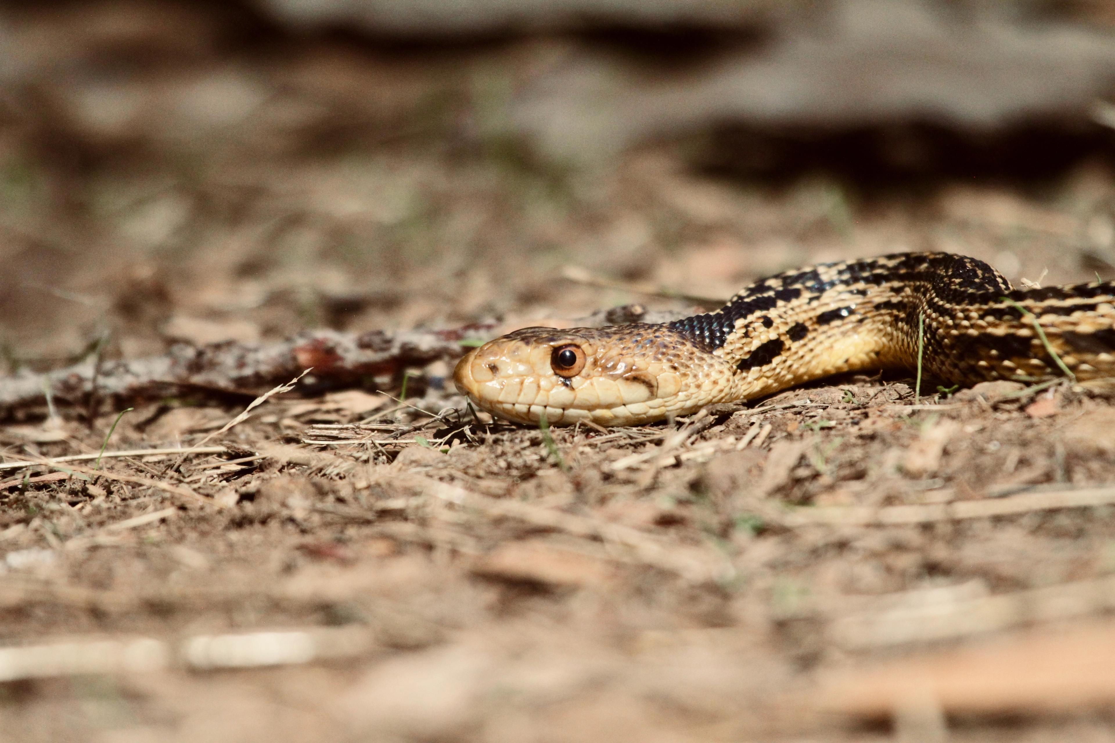 Snake lying low across leaf litter, eye level with the camera
