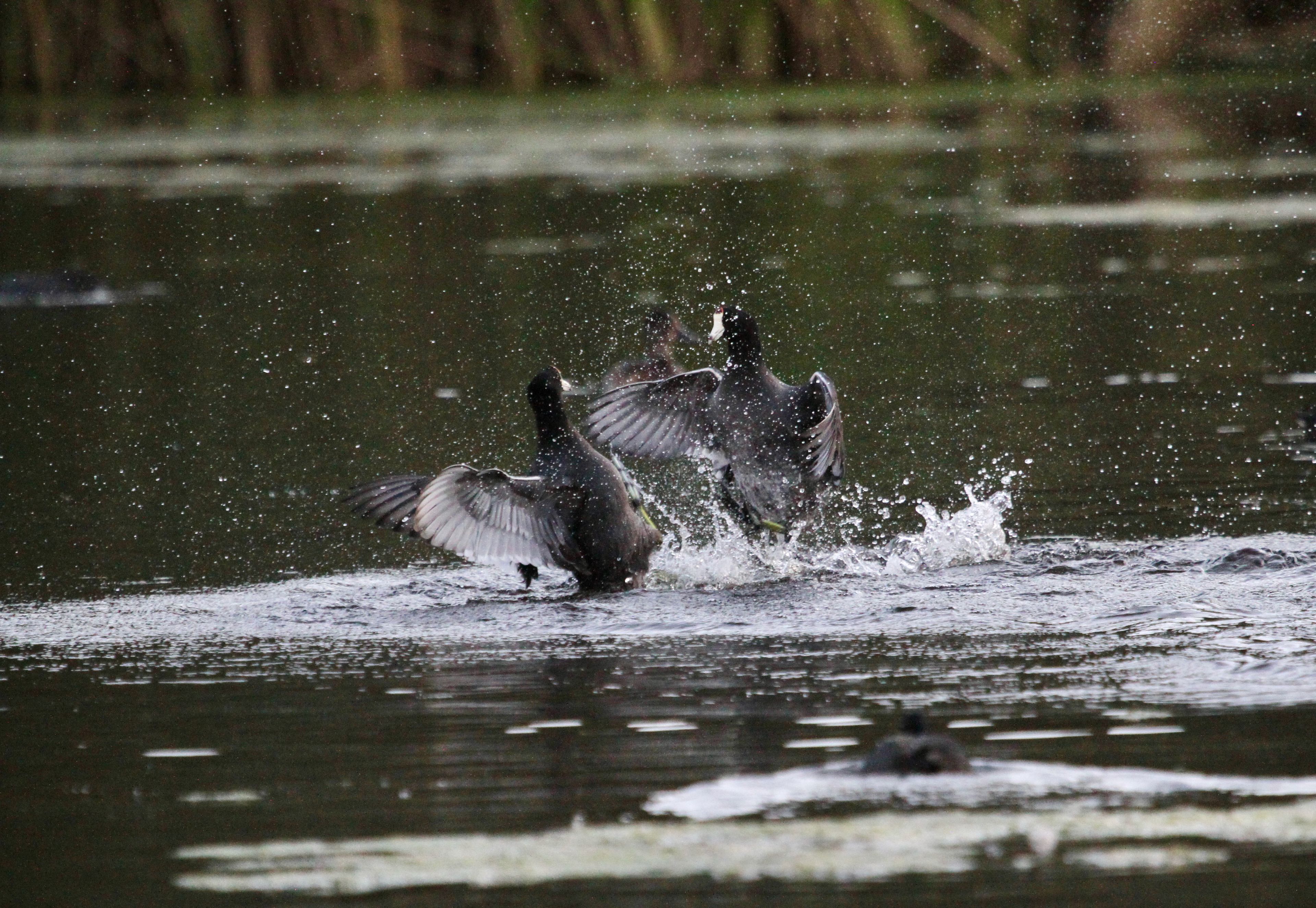 Two coots splashing and flapping at each other on a pond
