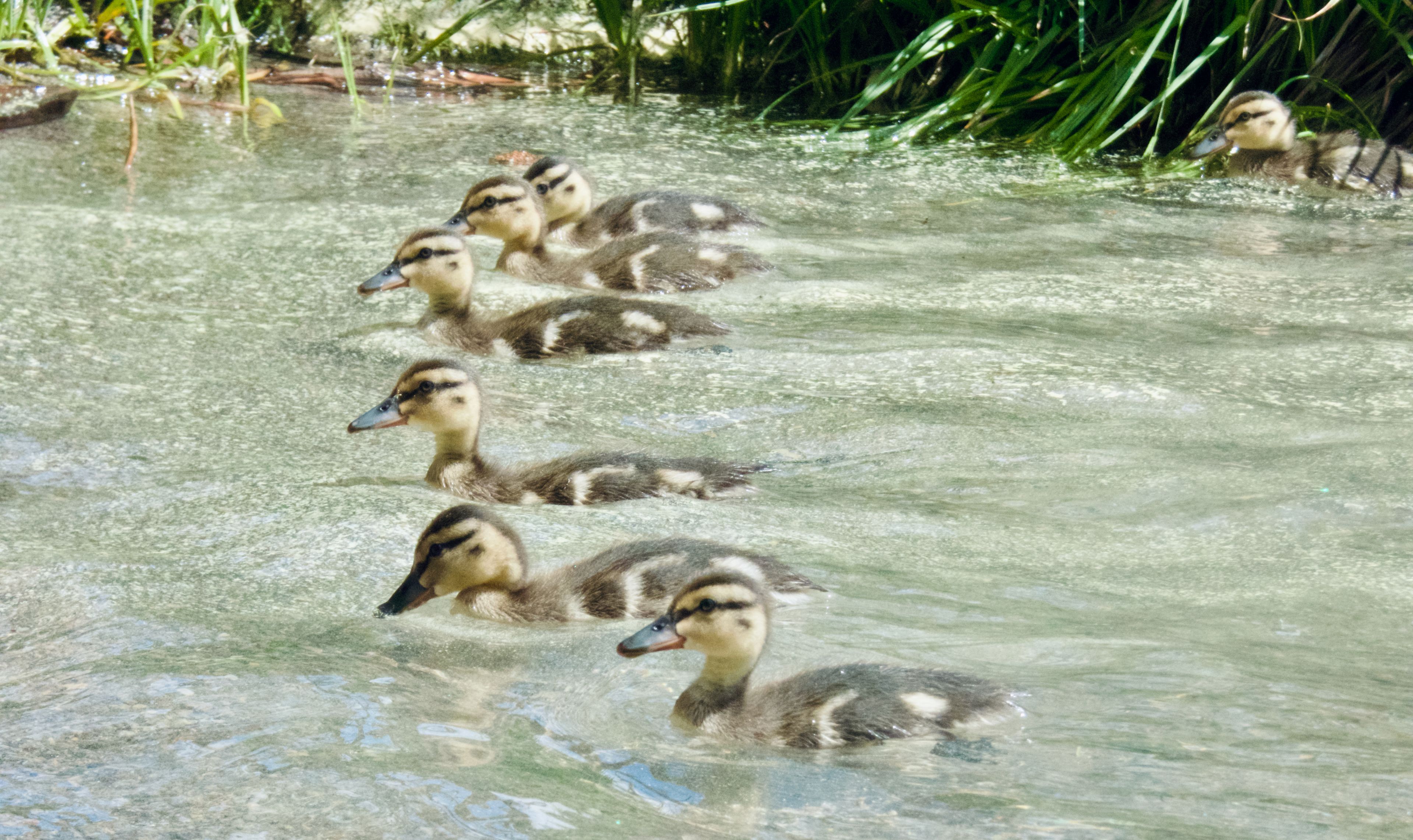 Row of mallard ducklings swimming across a pond
