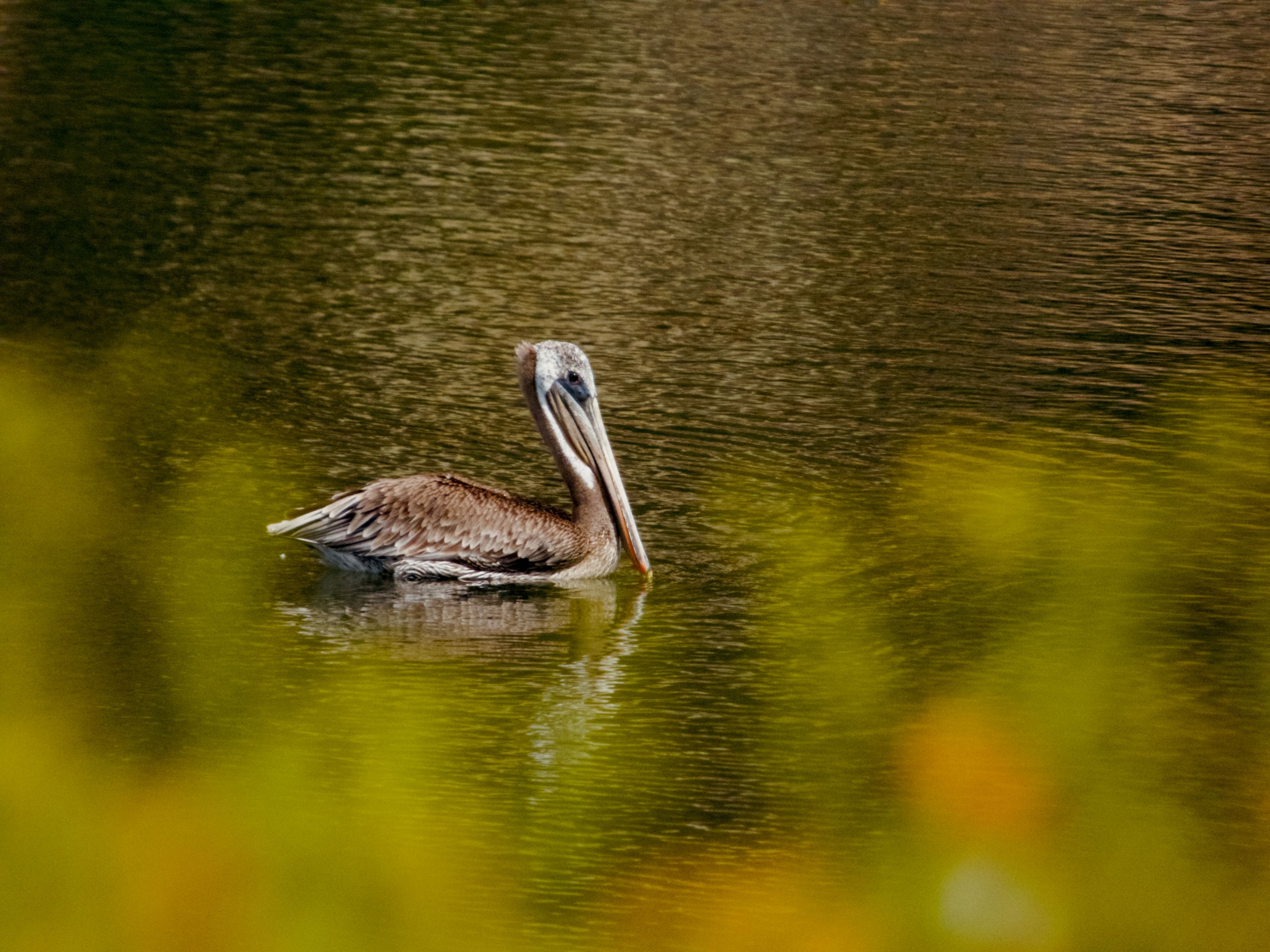 Brown pelican floating on rippled water behind yellow foliage