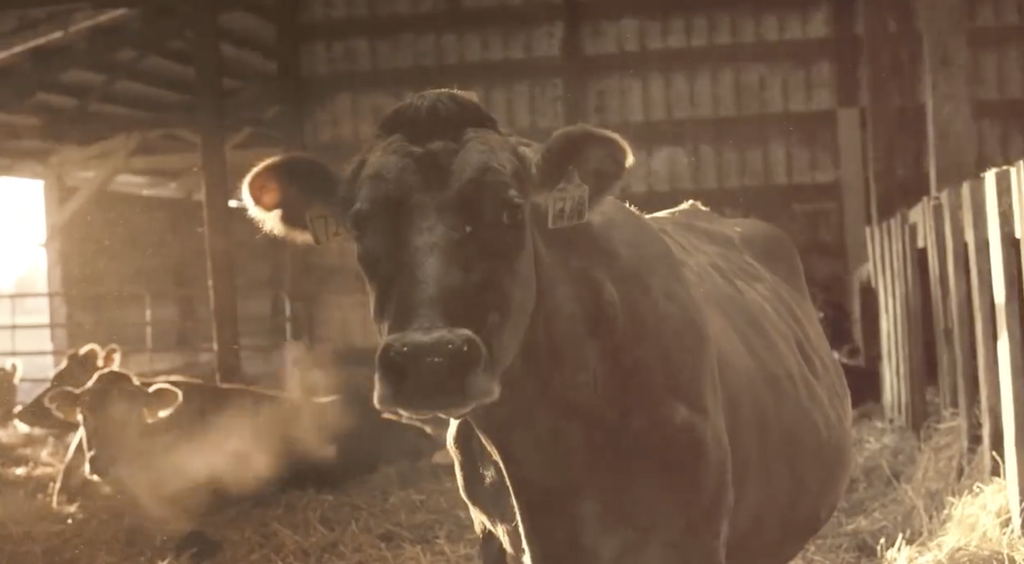 Tillamook "Here's to 108" - Commercial