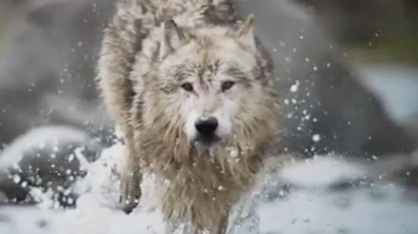 Blue Wilderness "Feed The Wolf"