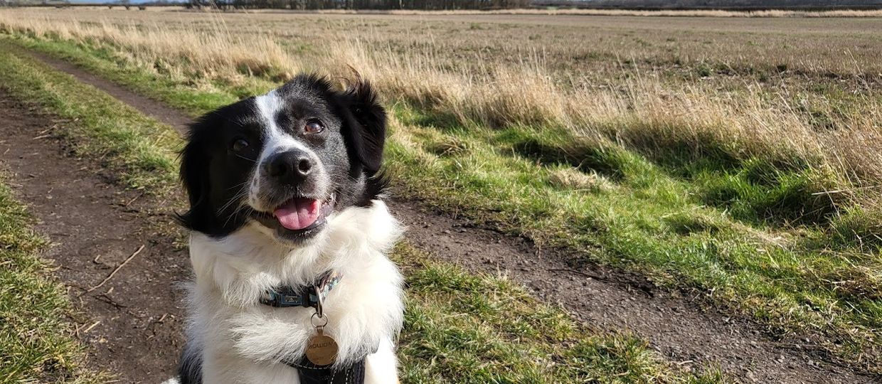 Cover Image for First post