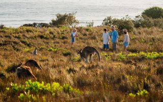 Family spots kangaroos on the Look At Me Now Headland Walk