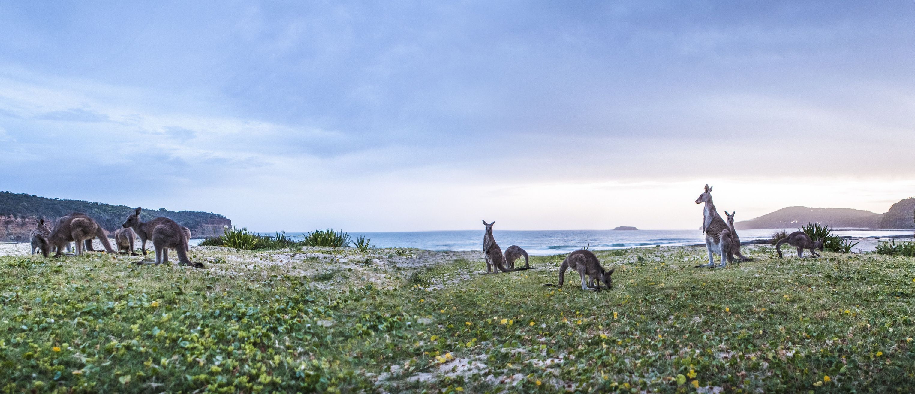 Kangaroos at Murramarang National Park 