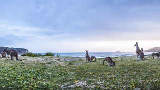 Kangaroos at Murramarang National Park