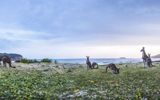 Kangaroos at Murramarang National Park