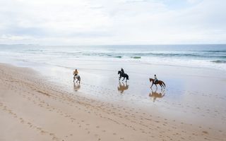 Aerial shot of horses running on beach in Byron Bay