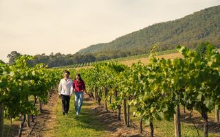 Couple walking through vineyard at Mount Pleasant Estate in Pokolbin