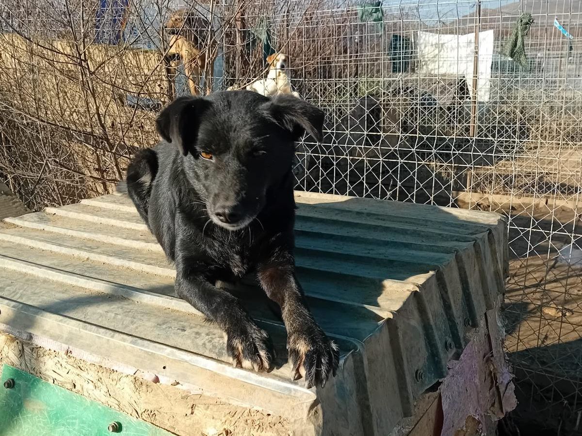 blackie