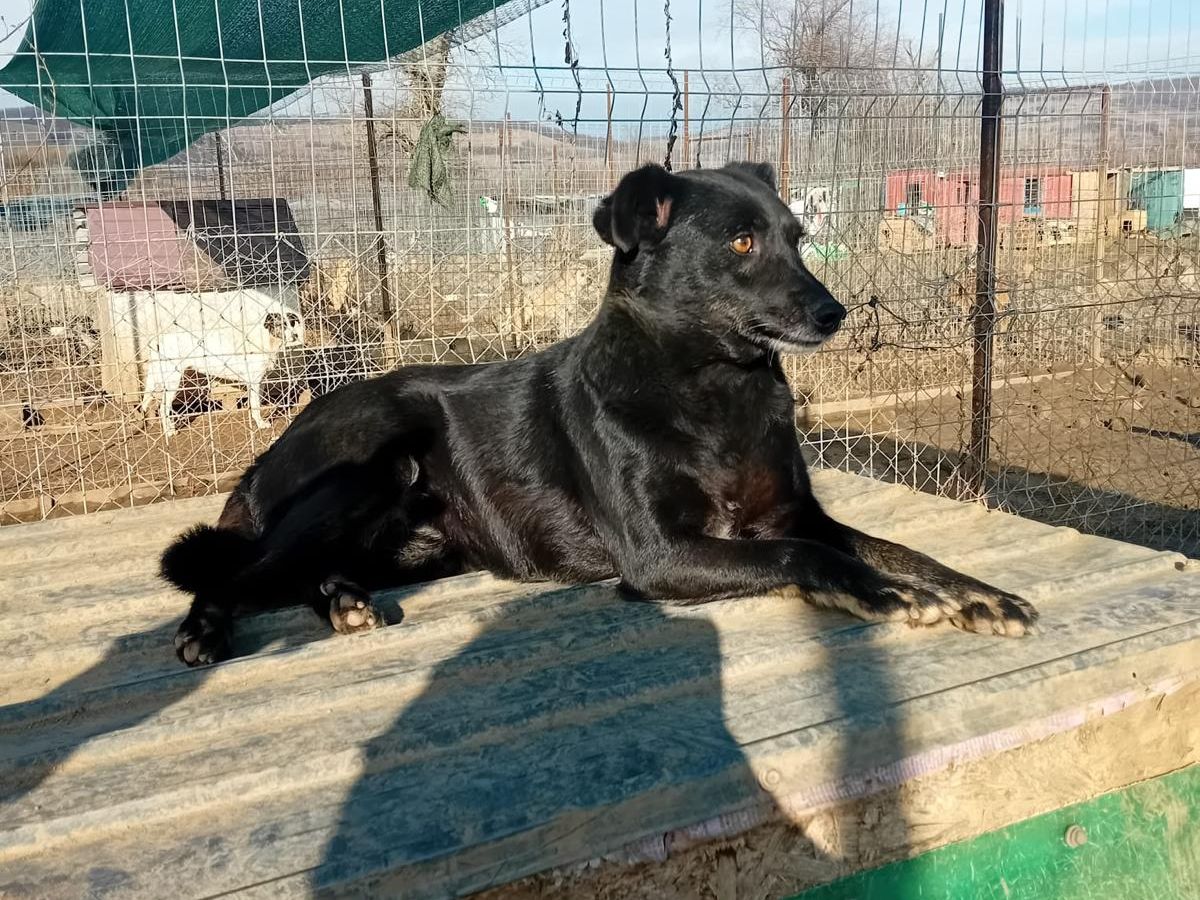 blackie