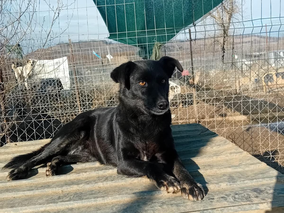 blackie