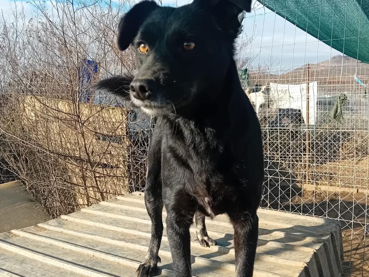 blackie