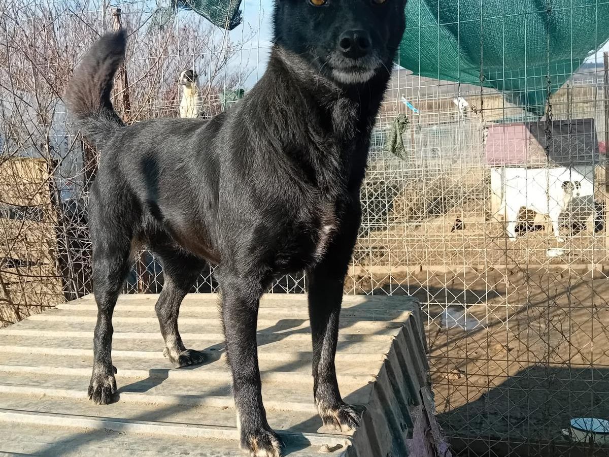 blackie