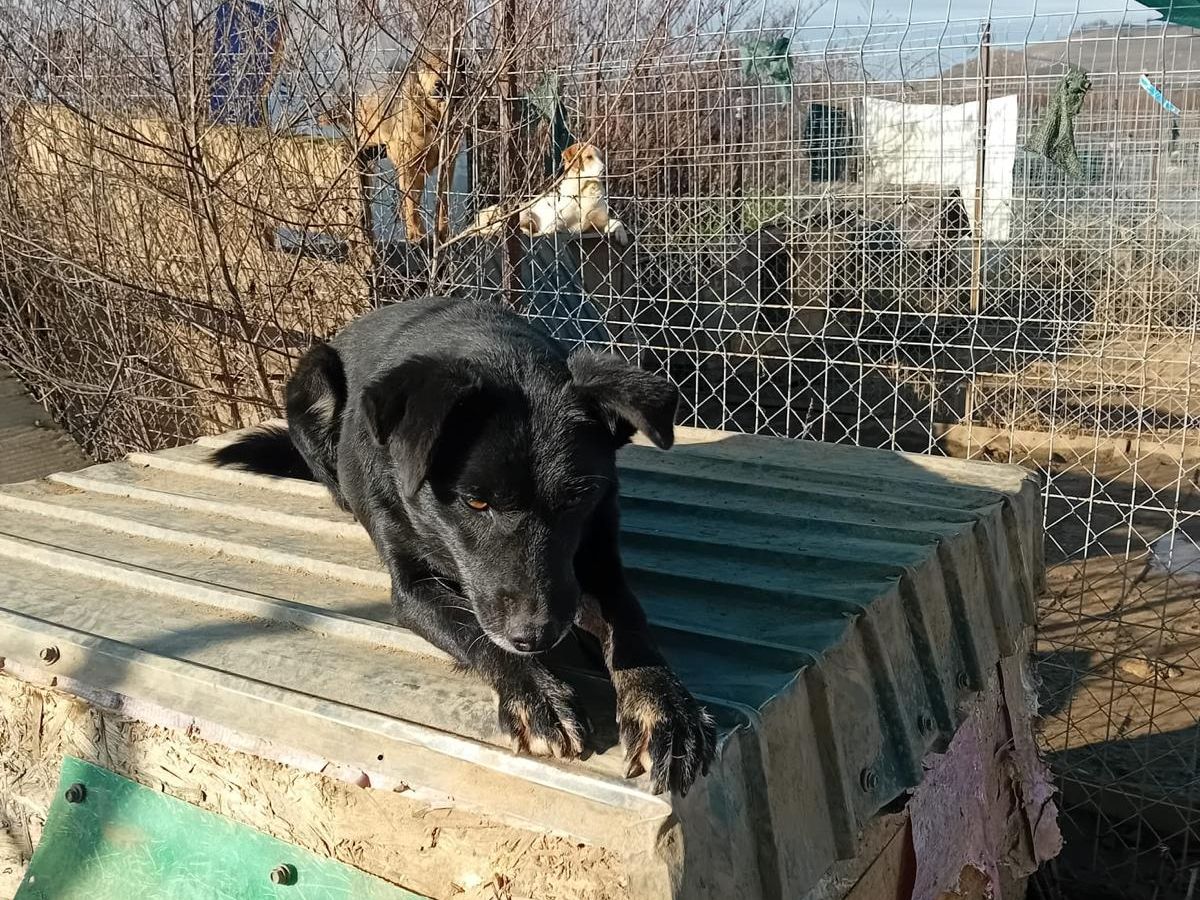 blackie