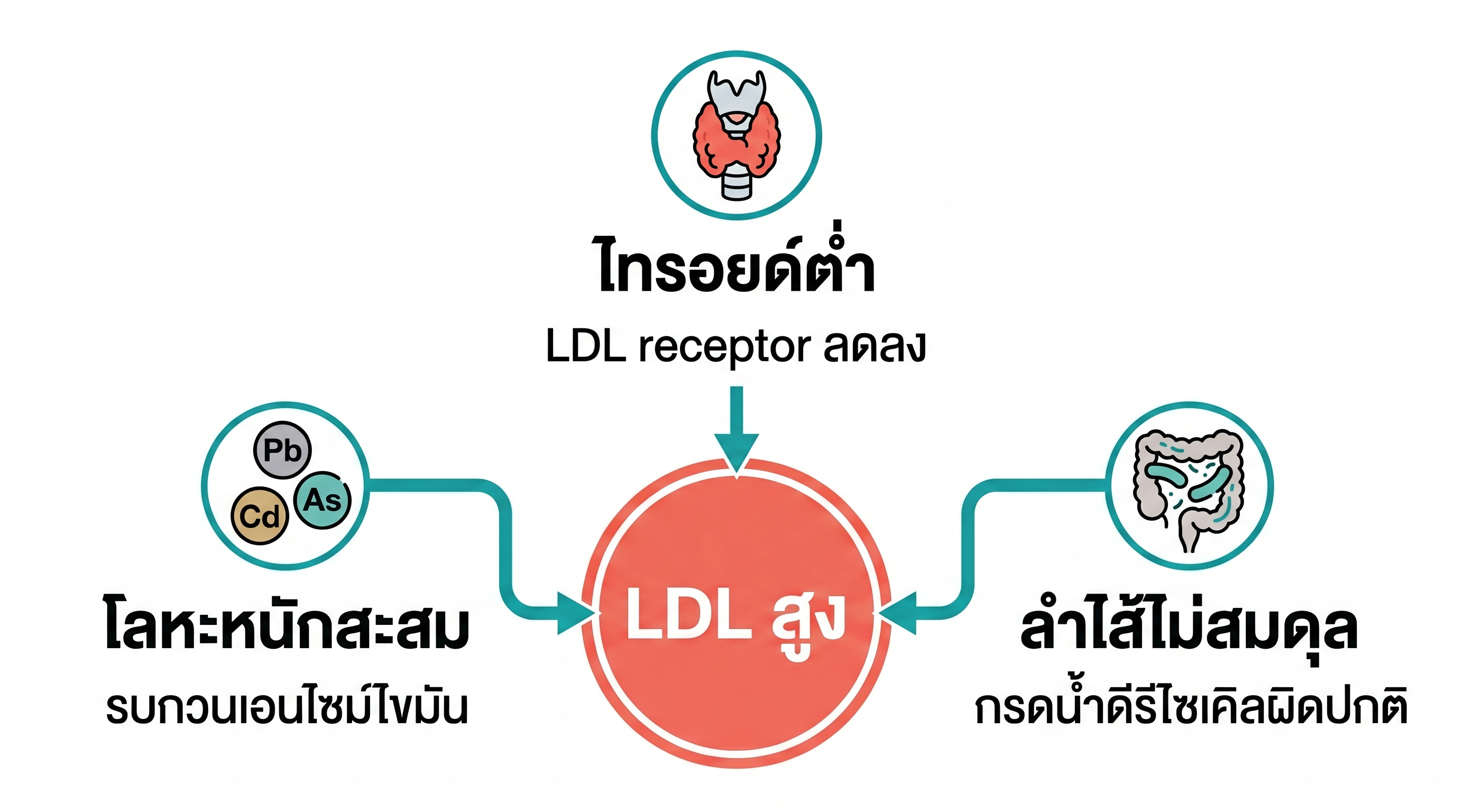 ไดอะแกรมแสดง 3 สาเหตุรากเหง้าที่มักถูกมองข้าม: โลหะหนัก ฮอร์โมนไทรอยด์ต่ำ และแบคทีเรียลำไส้ไม่สมดุล
