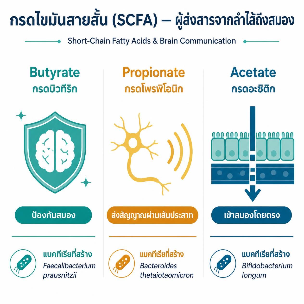 อินโฟกราฟิกแสดง 4 เส้นทางการสื่อสารระหว่างลำไส้กับสมอง