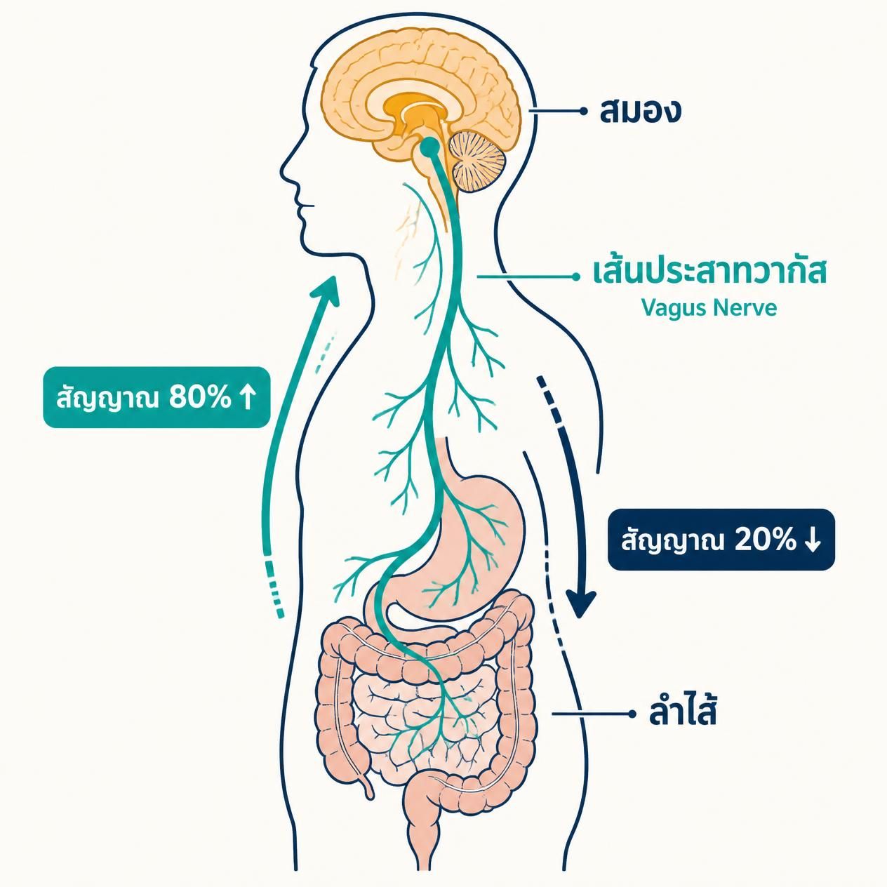 ภาพแผนผังแสดงระบบประสาทในลำไส้ เชื่อมต่อกับสมองผ่านเส้นประสาทวากัส