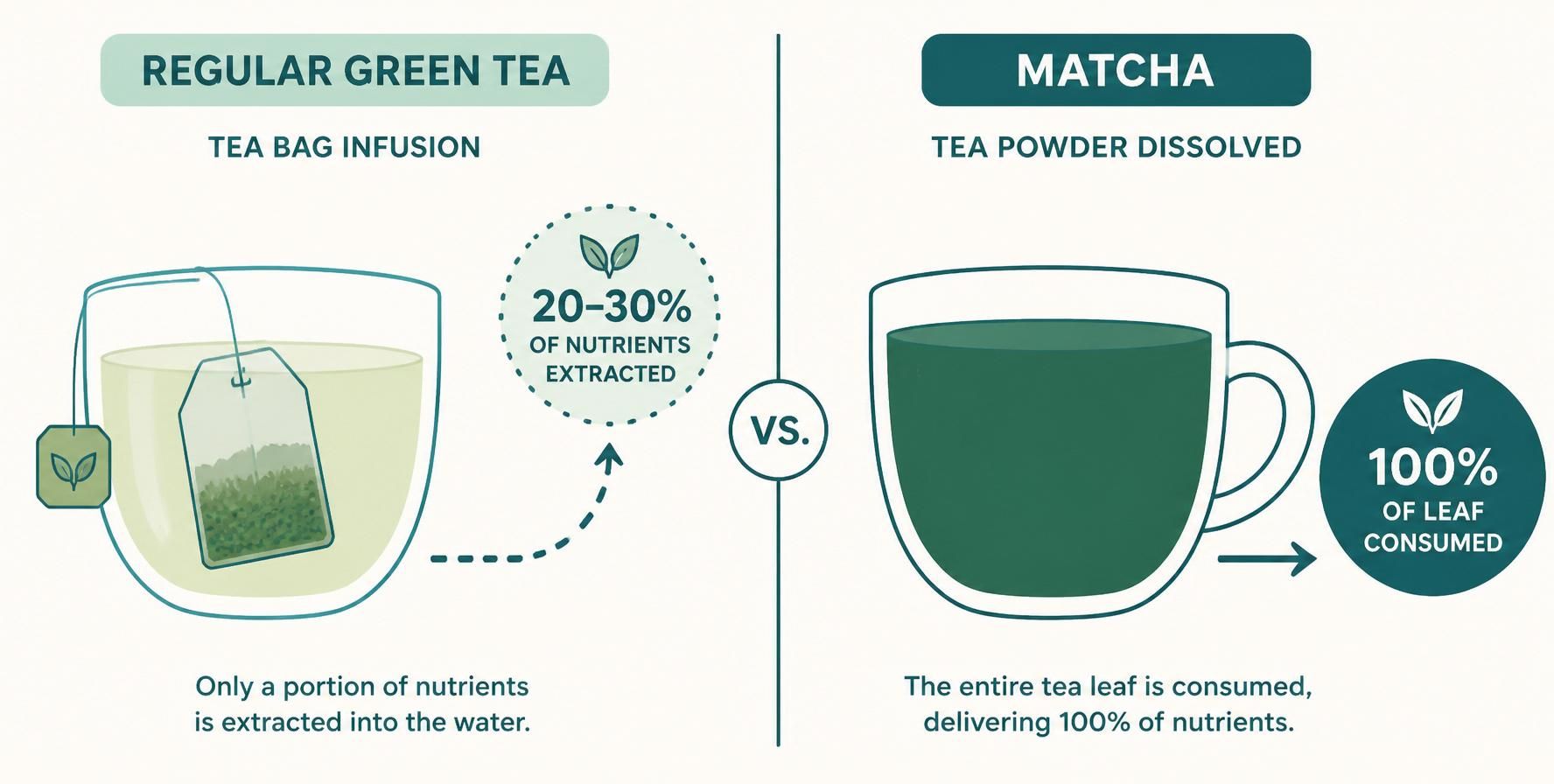 แผนภาพเปรียบเทียบการดูดซึมสารอาหาร: มัทฉะ (100% จากใบทั้งใบ) vs ชาเขียวทั่วไป (20–30% ที่ละลายน้ำ)