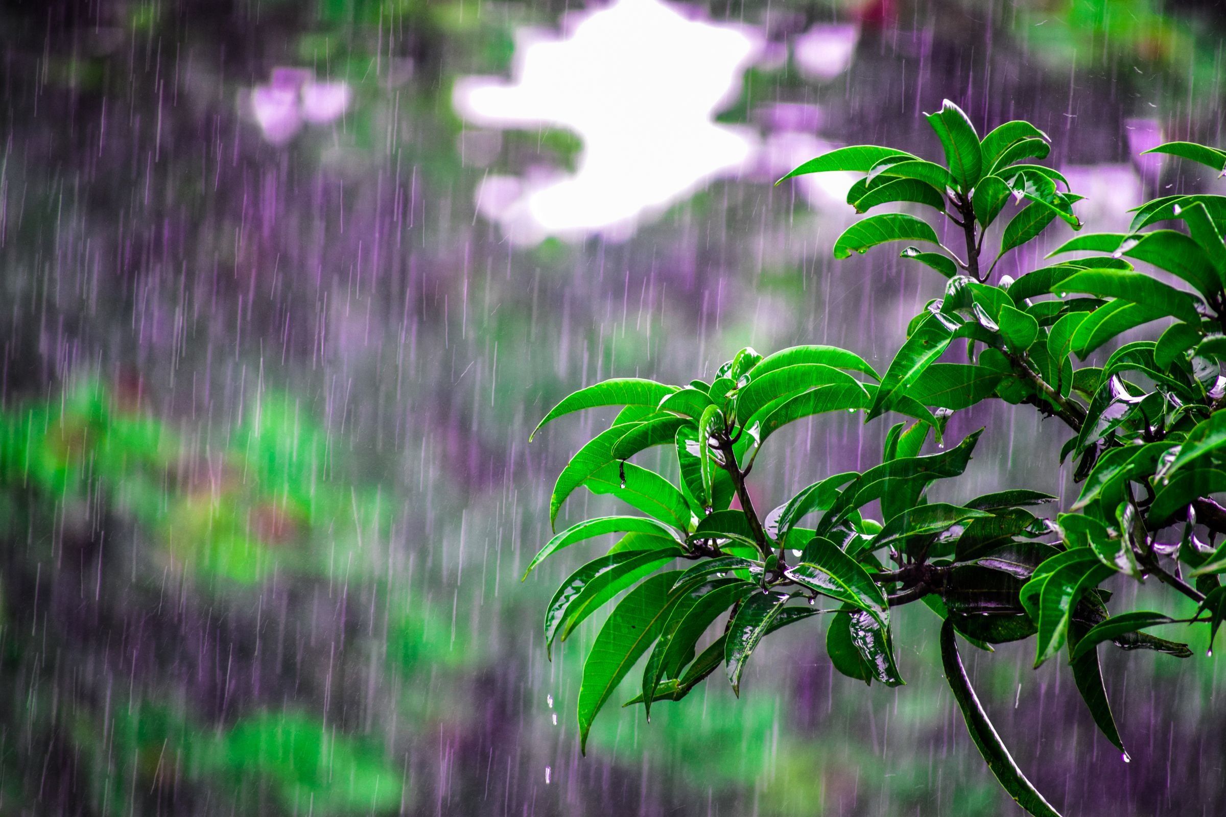Hojas verdes mojadas bajo la lluvia, imagen de archivo ilustrativa de precipitaciones intensas.