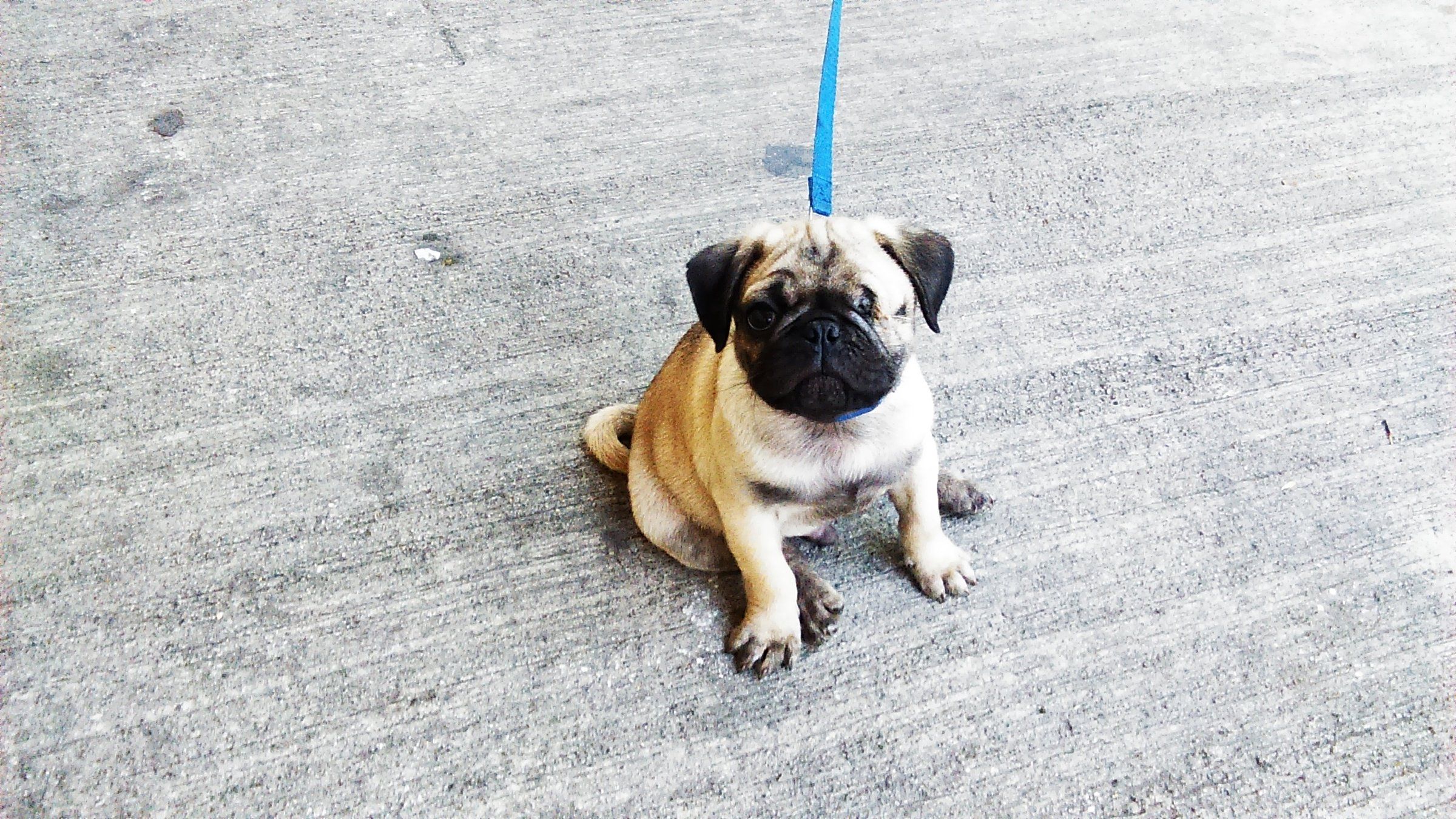 Cachorro pug con correa en una banqueta de la colonia Álamos, Ciudad de México.
