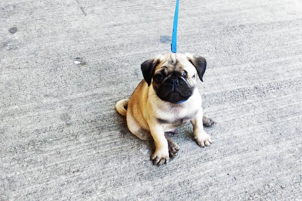 Cachorro pug con correa en una banqueta de la colonia Álamos, Ciudad de México.