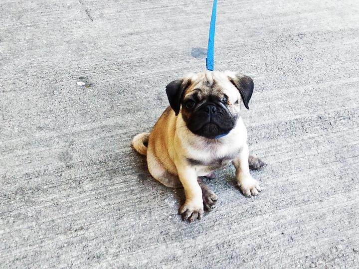 Cachorro pug con correa en una banqueta de la colonia Álamos, Ciudad de México.