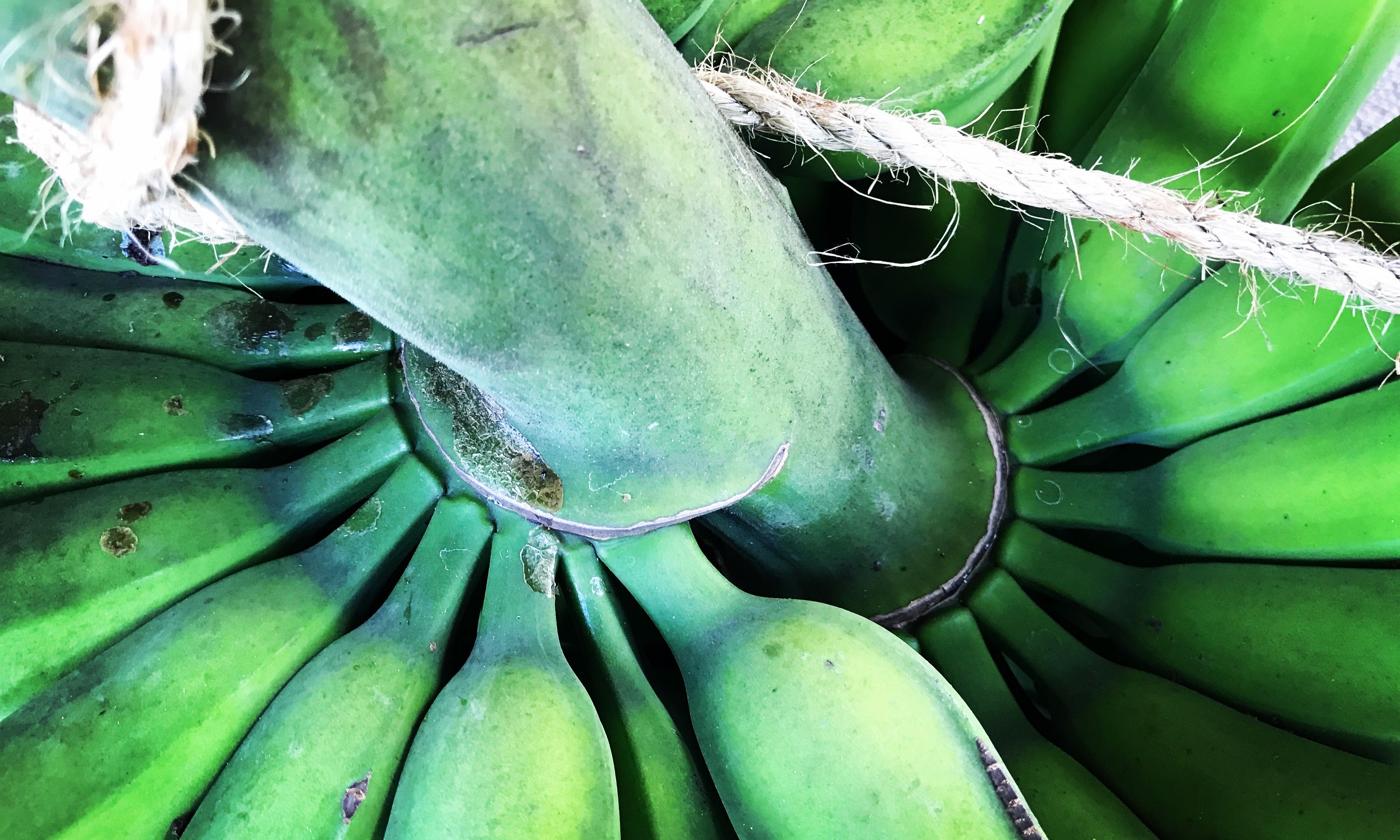Banana Bunch Photo — Big Island, Hawaii