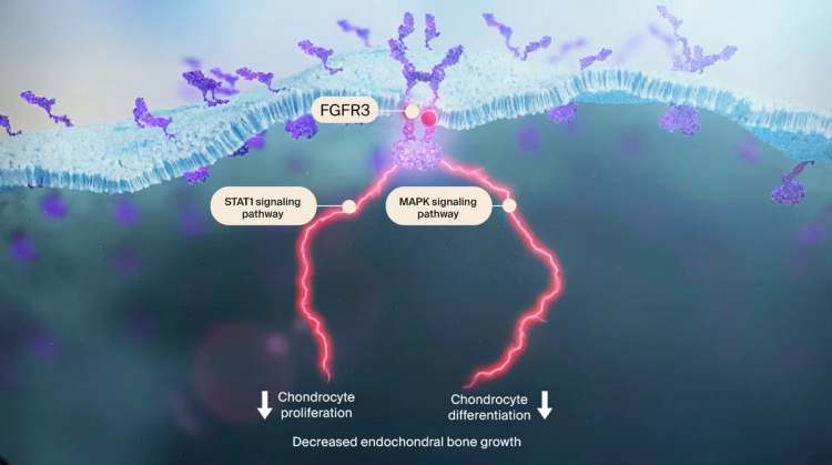 FGFR3 activation and downstream STAT1 and MAPK signaling pathways affecting chondrocyte proliferation and differentiation