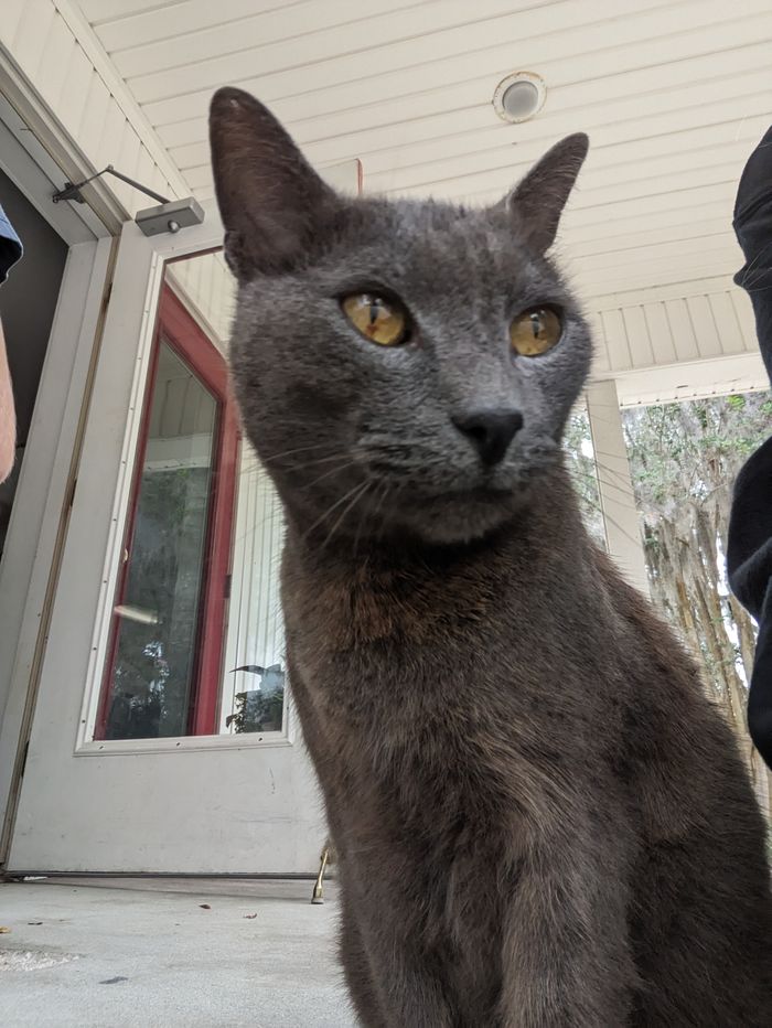 Smokie the cat