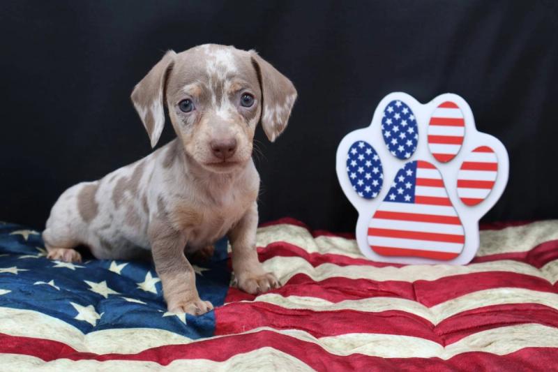New Puppy 6 — Dachshund puppy