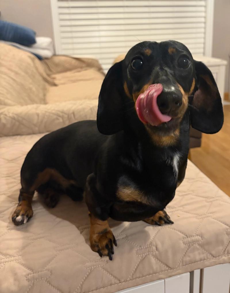 Ripley — WhineBark breeding dog